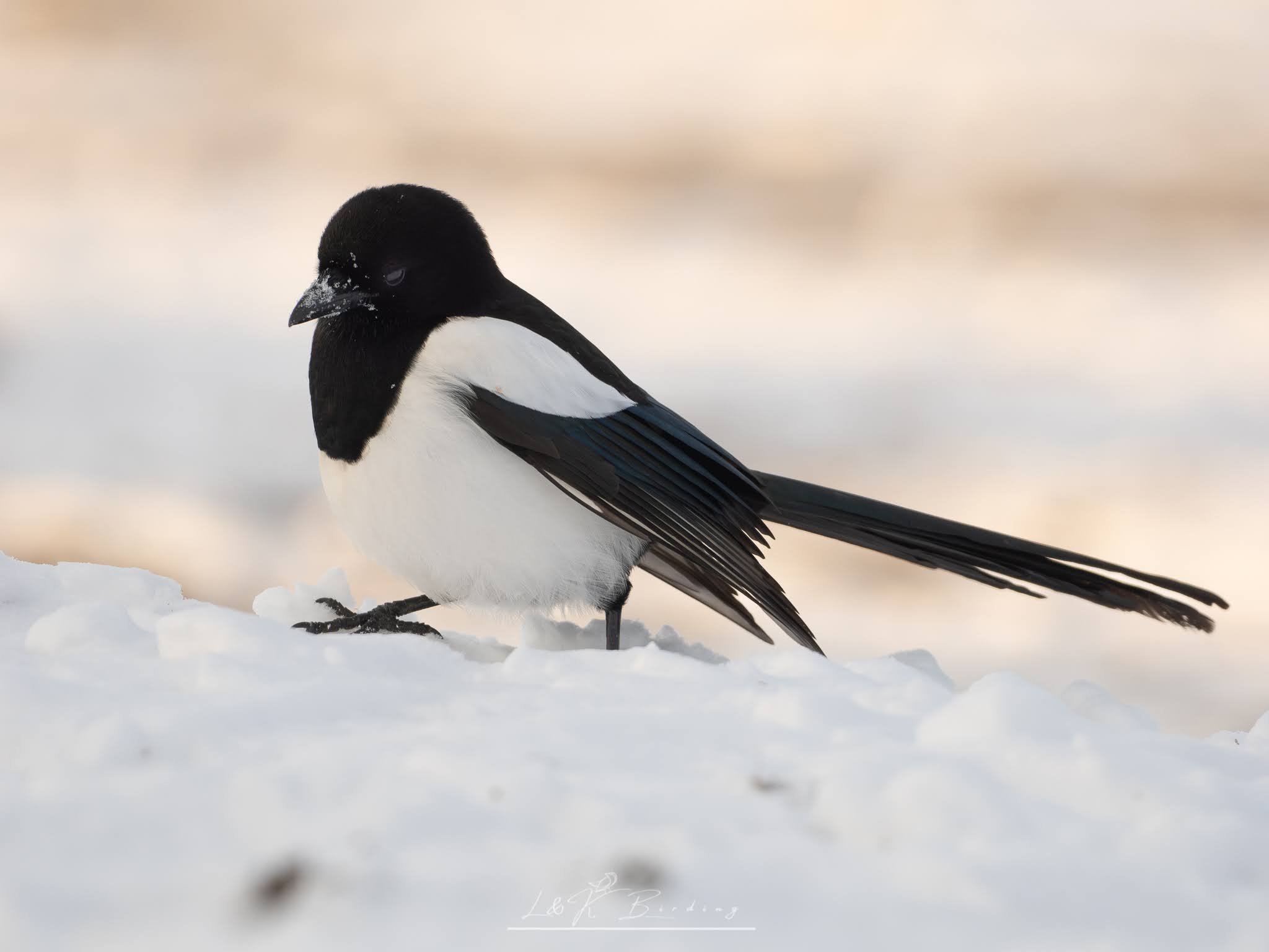Eurasian Magpie