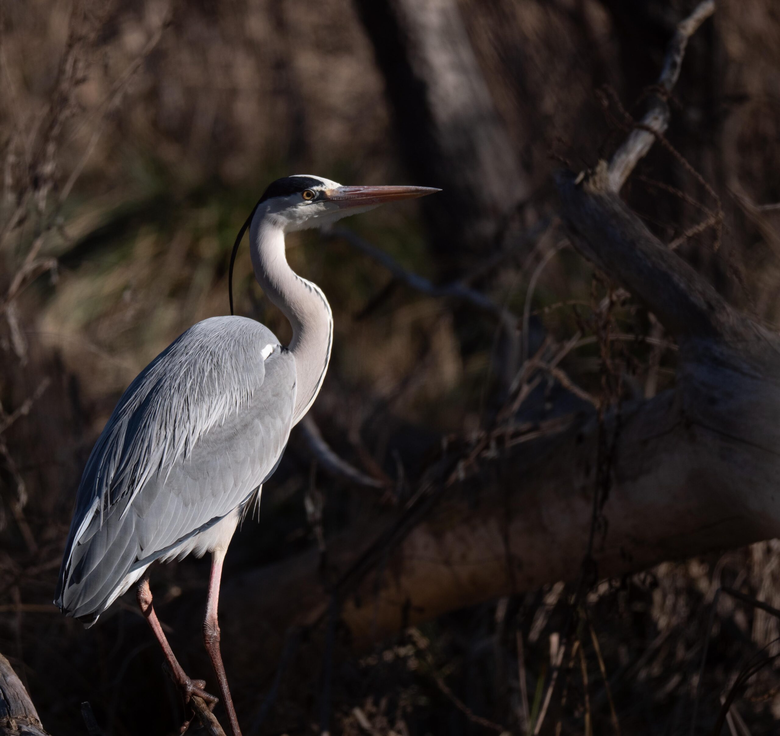 Grey Heron
