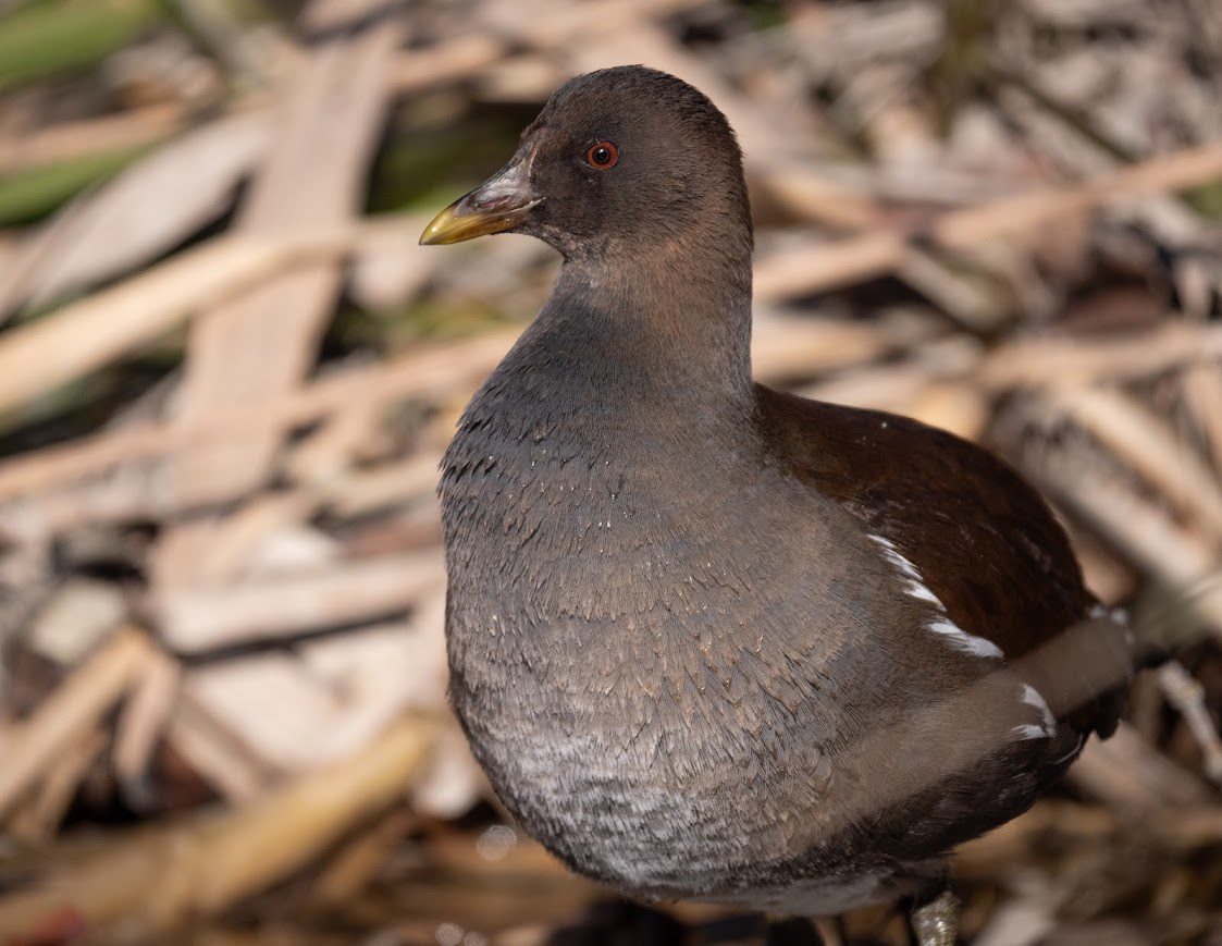 Common Moorhen