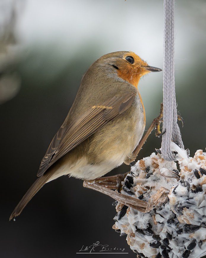 European Robin