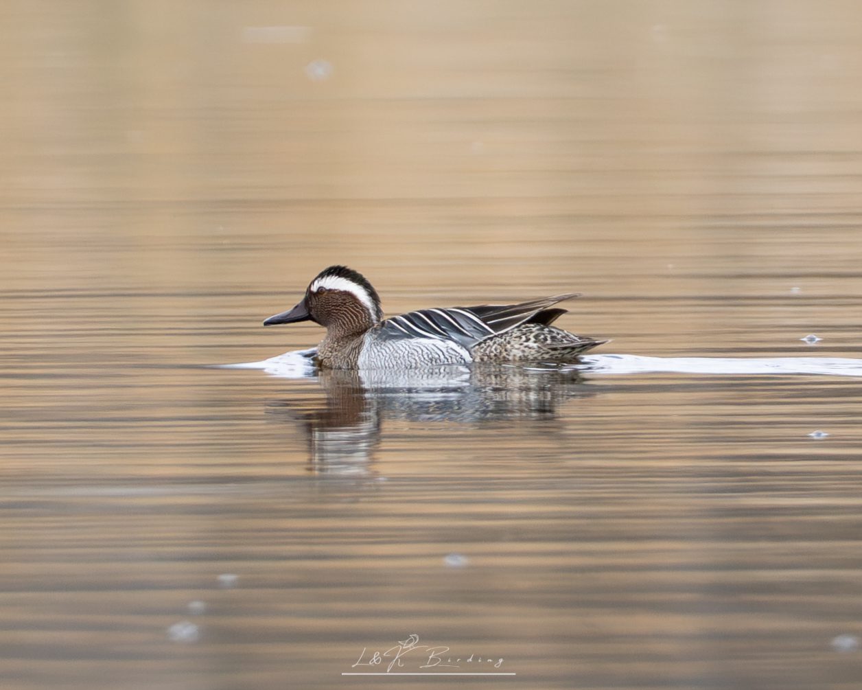 Garganey