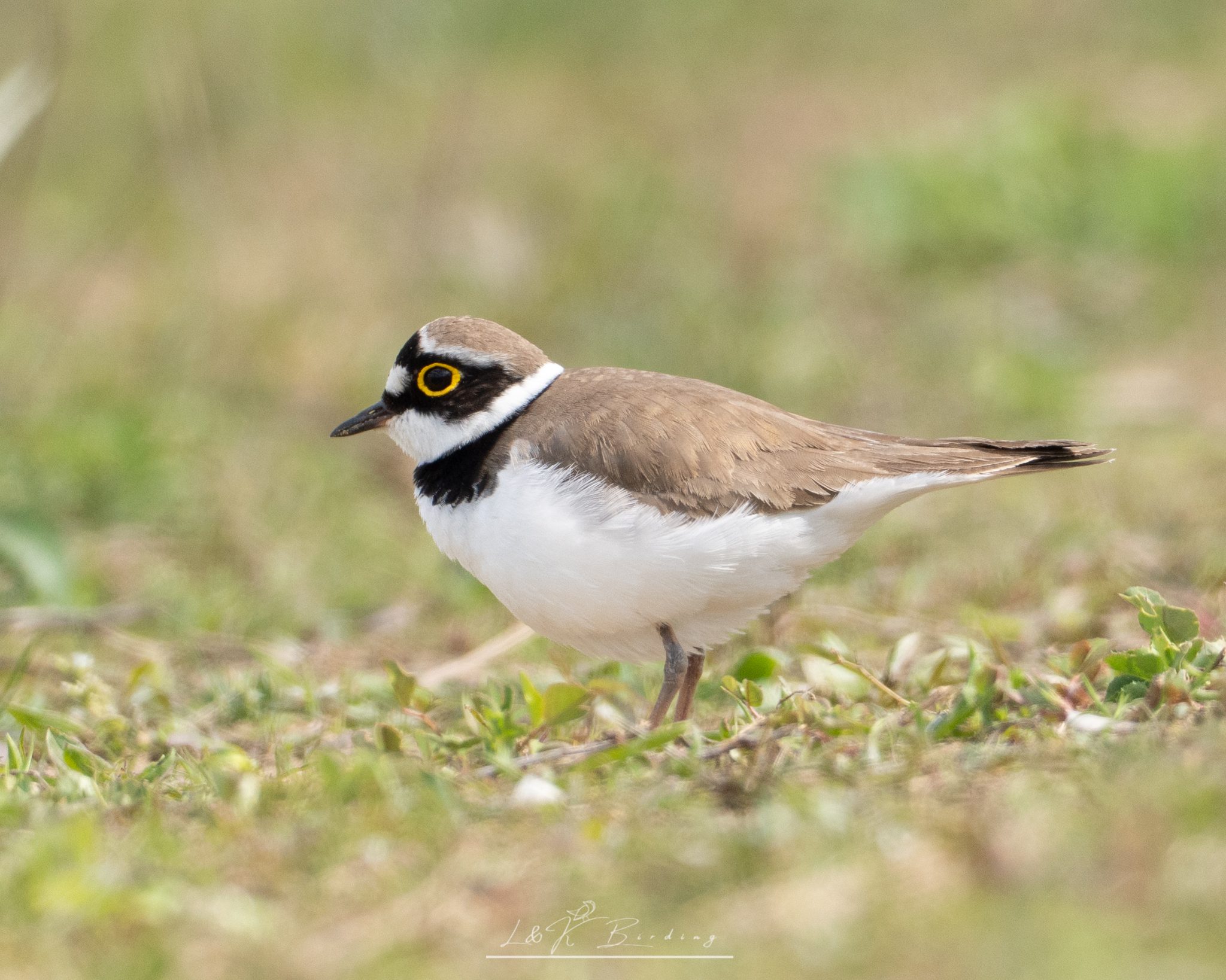Little Ringed Plover