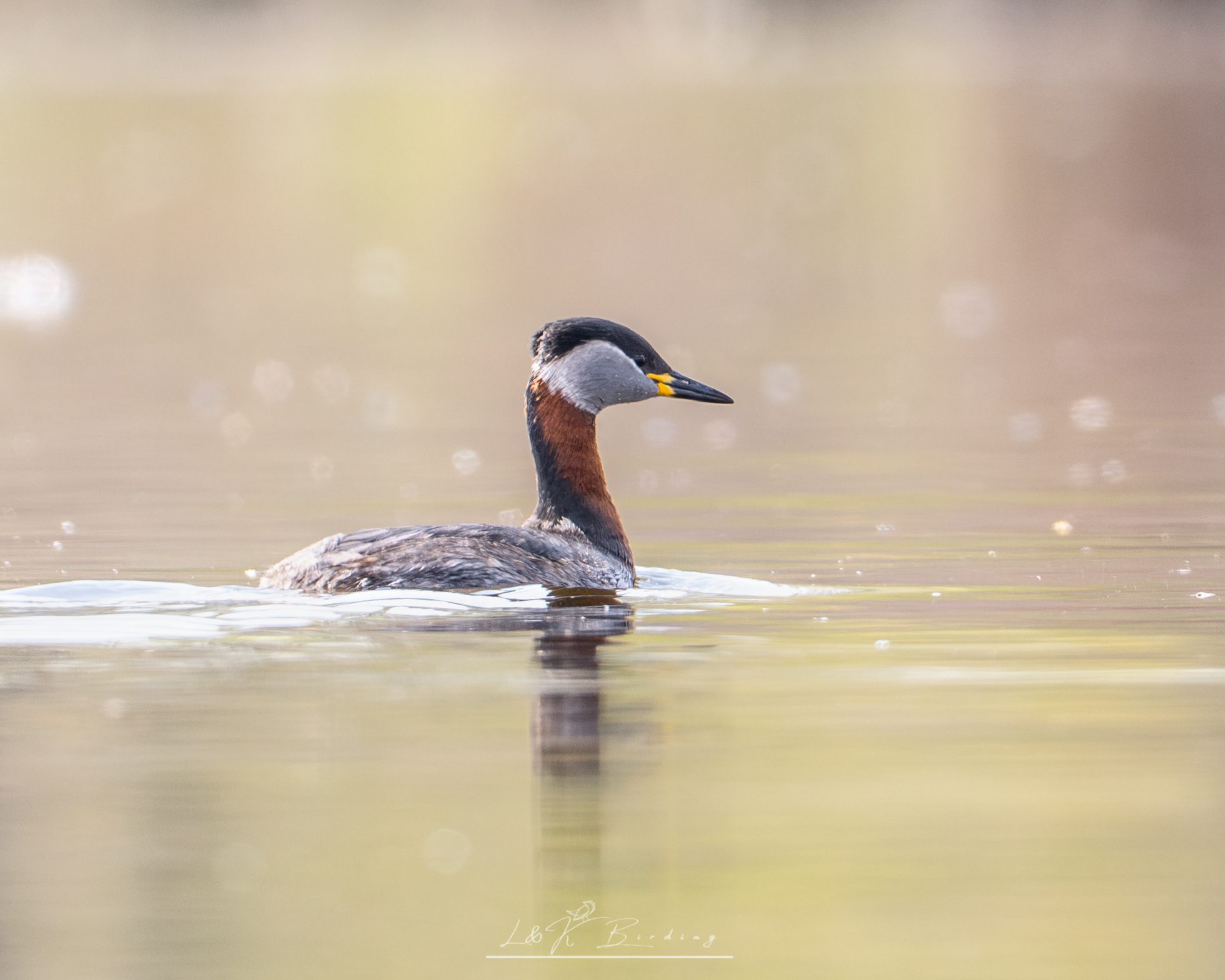 Red-necked Grebe