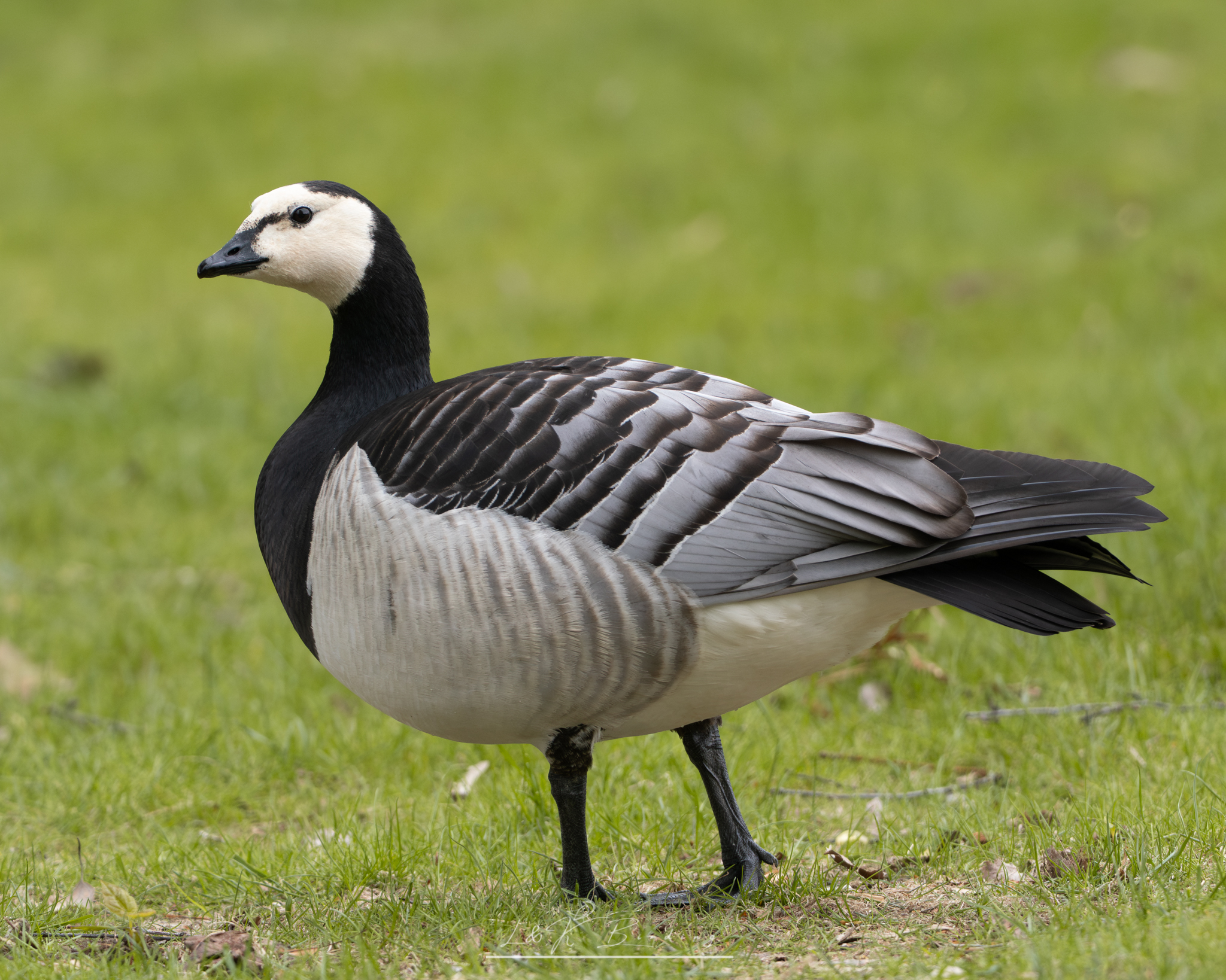 Barnacle Goose