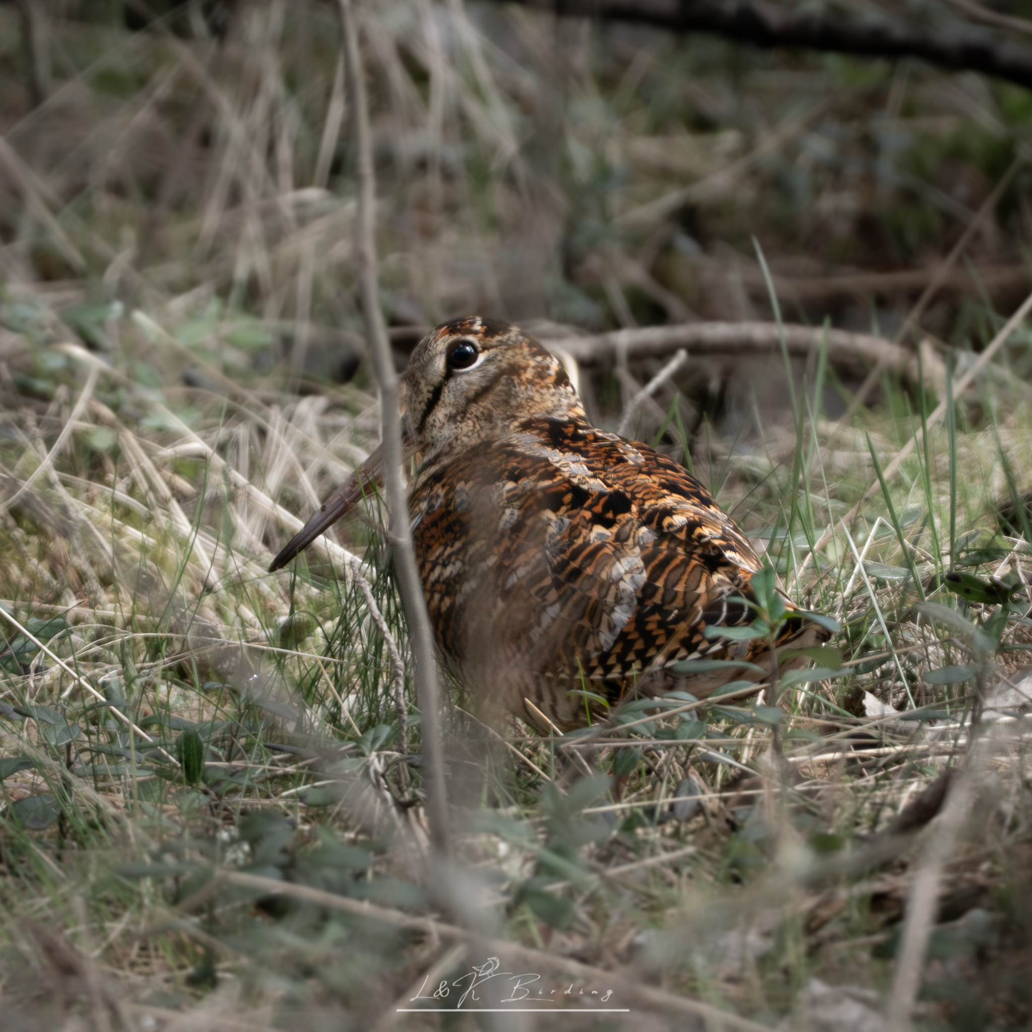 Eurasian Woodcock