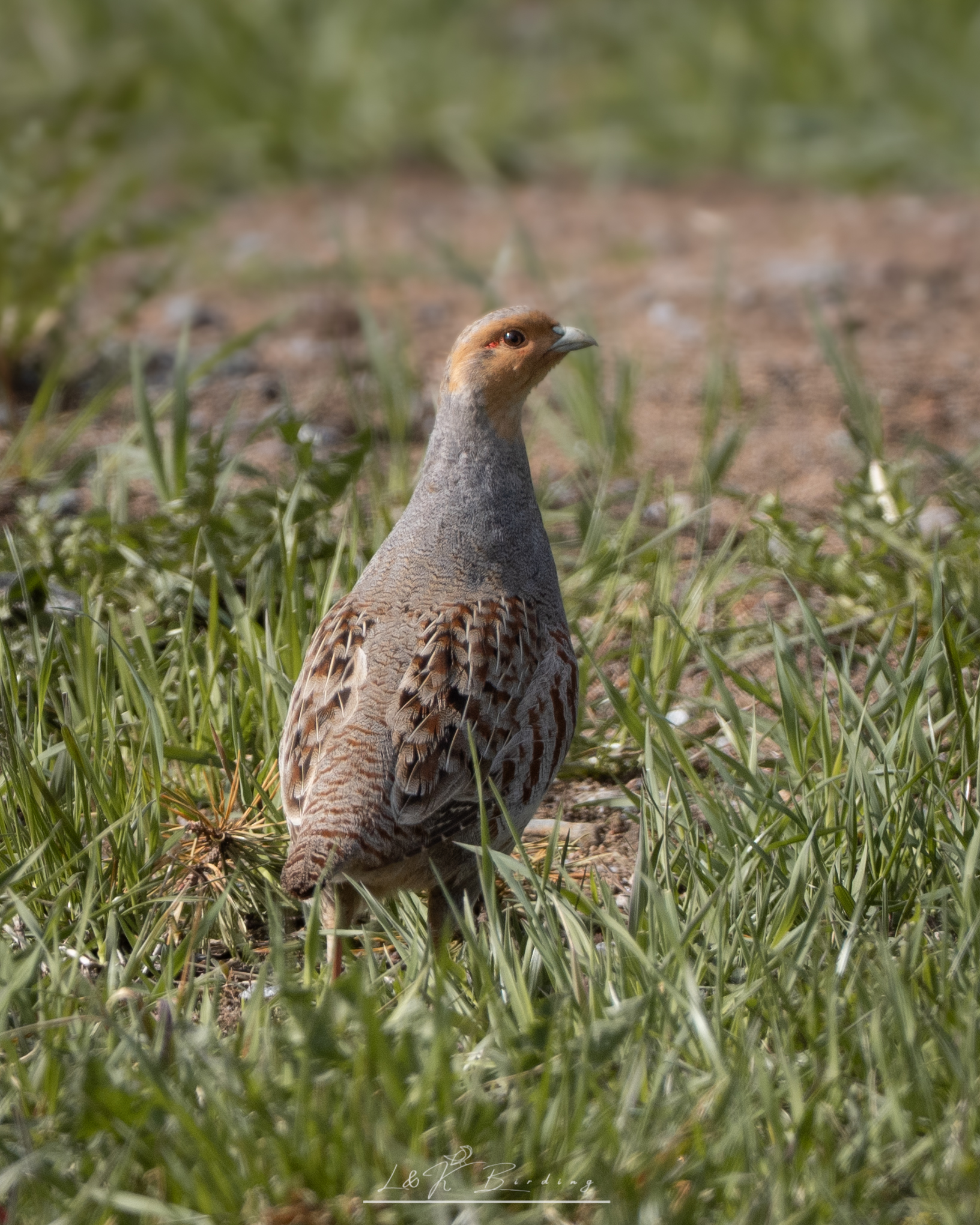 Grey Partridge