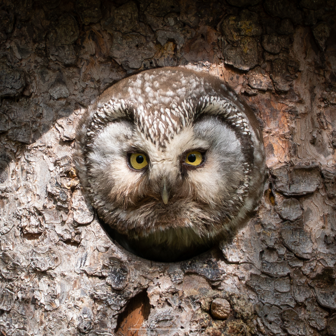 Boreal Owl