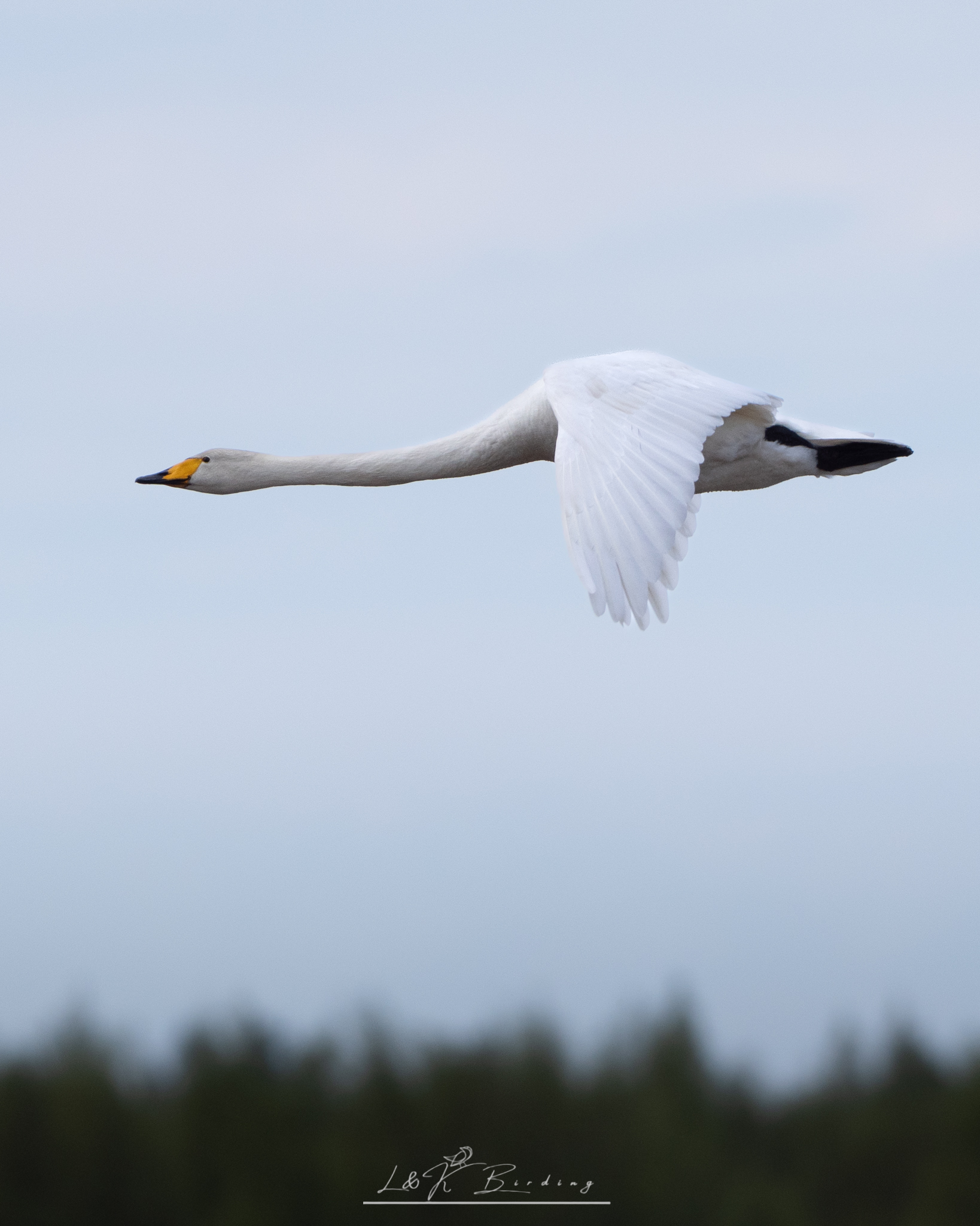 Whooper Swan