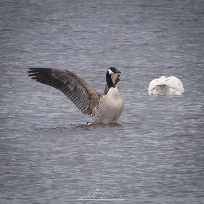 Canada Goose