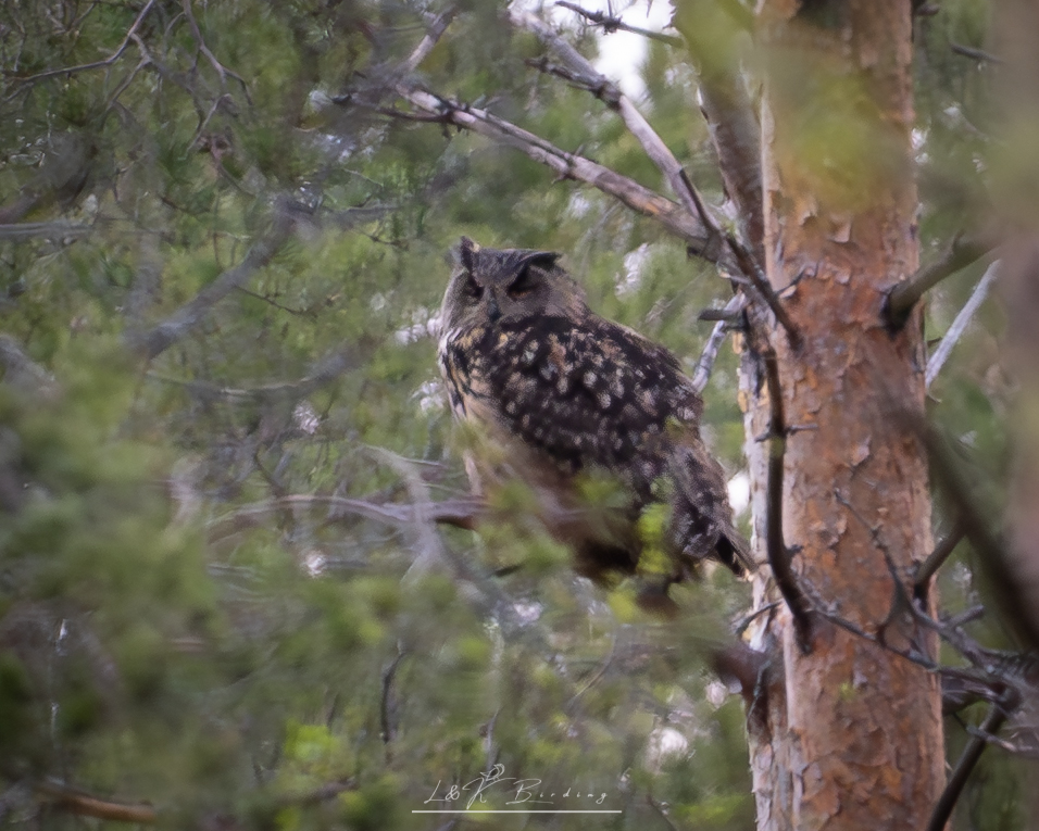 Eurasian Eagle-Owl