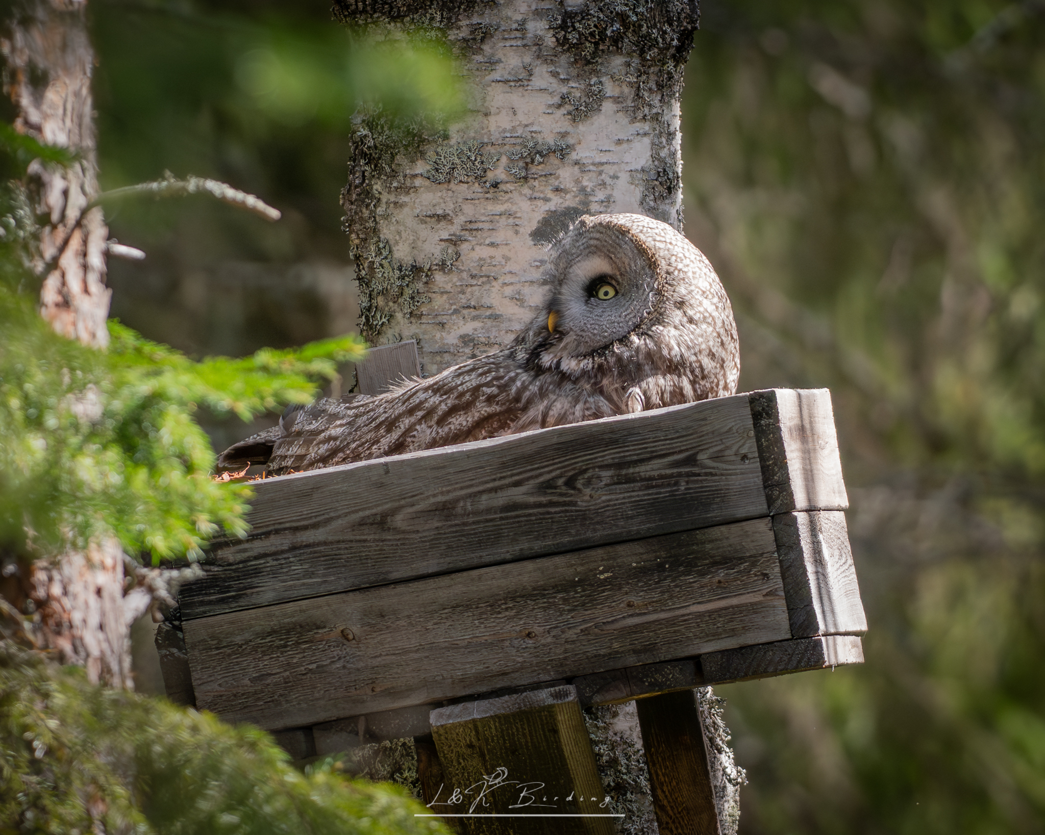 Great Grey Owl