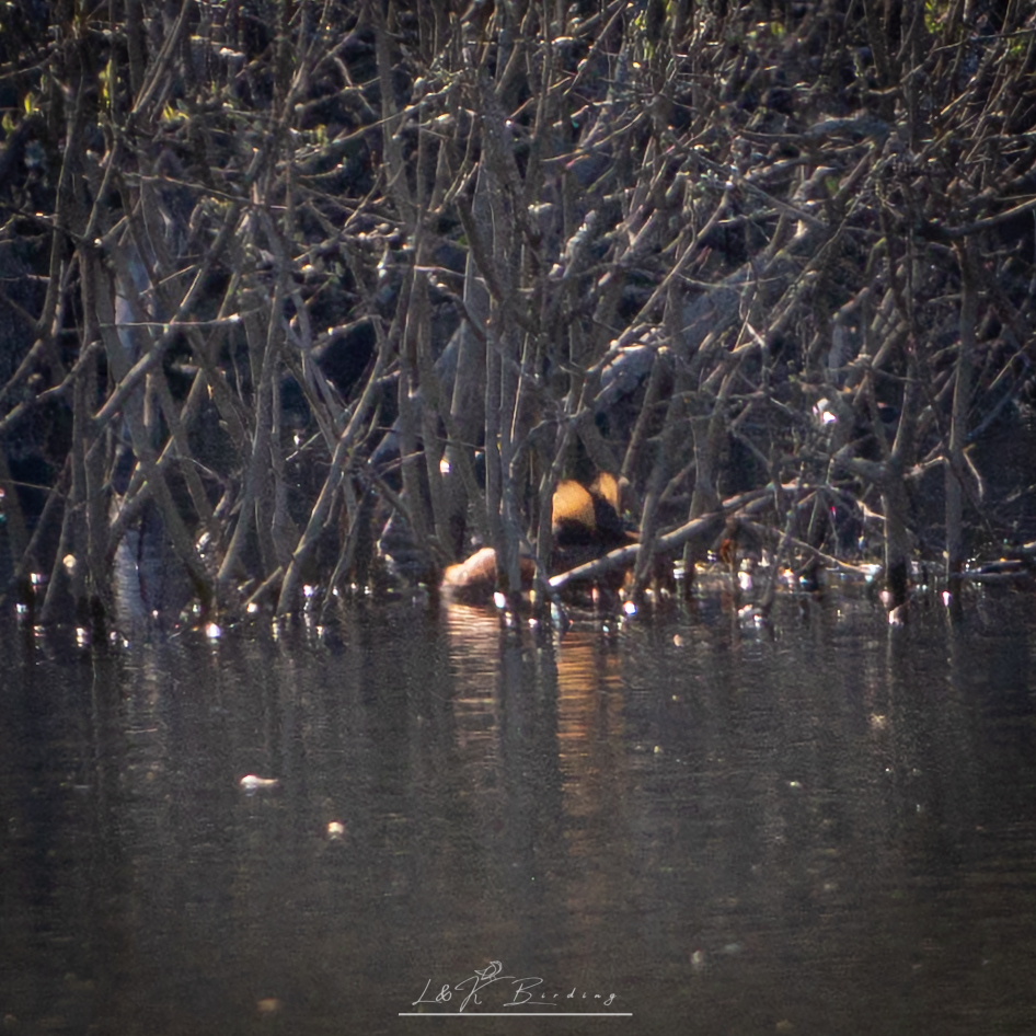 Horned Grebe