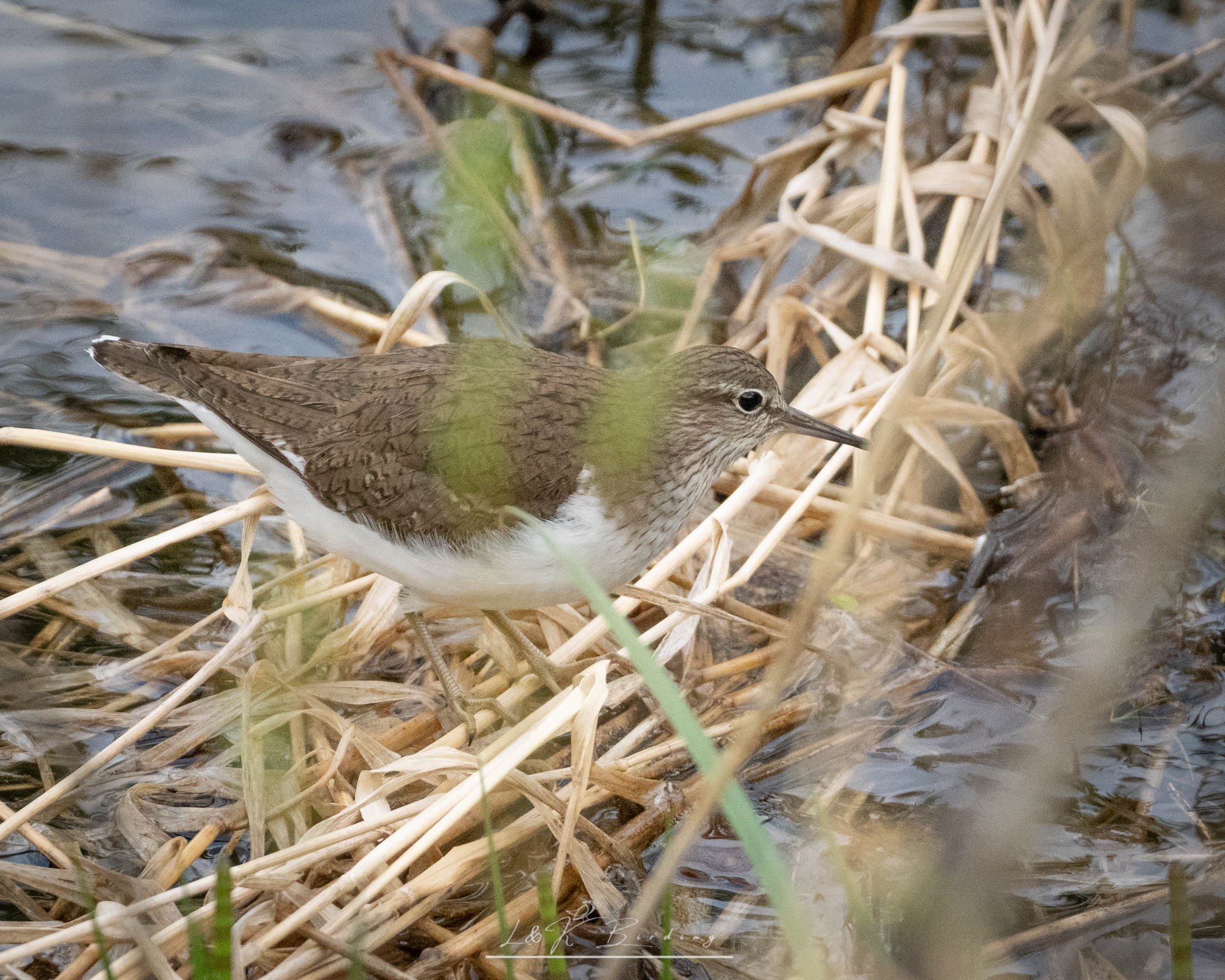 Common Sandpiper