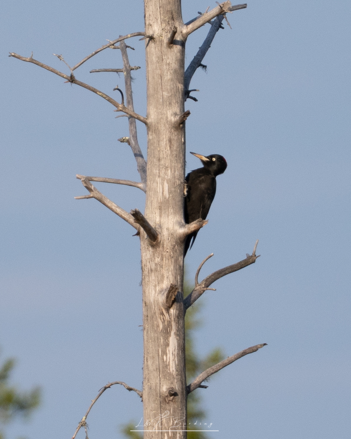 Black Woodpecker
