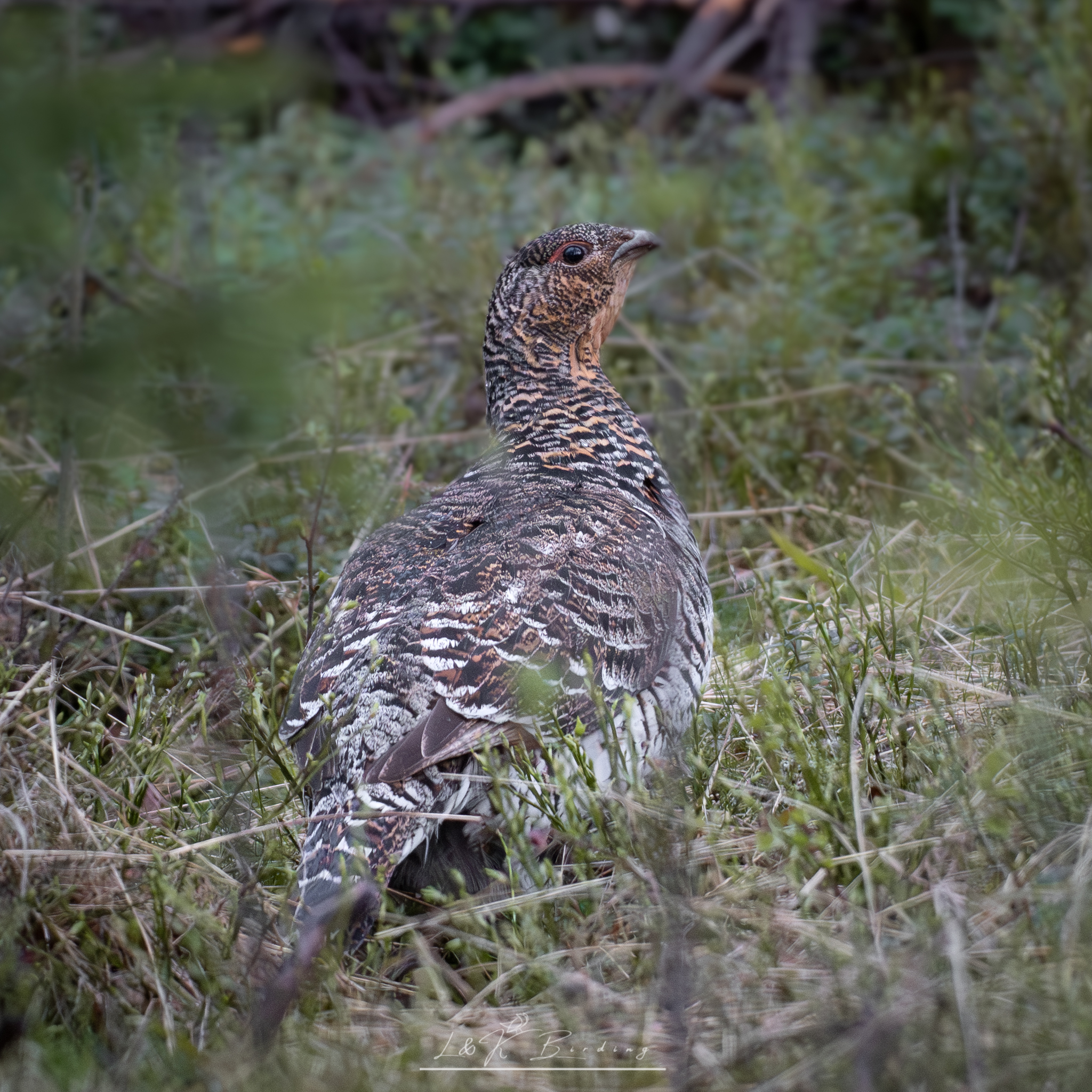 Western Capercaillie