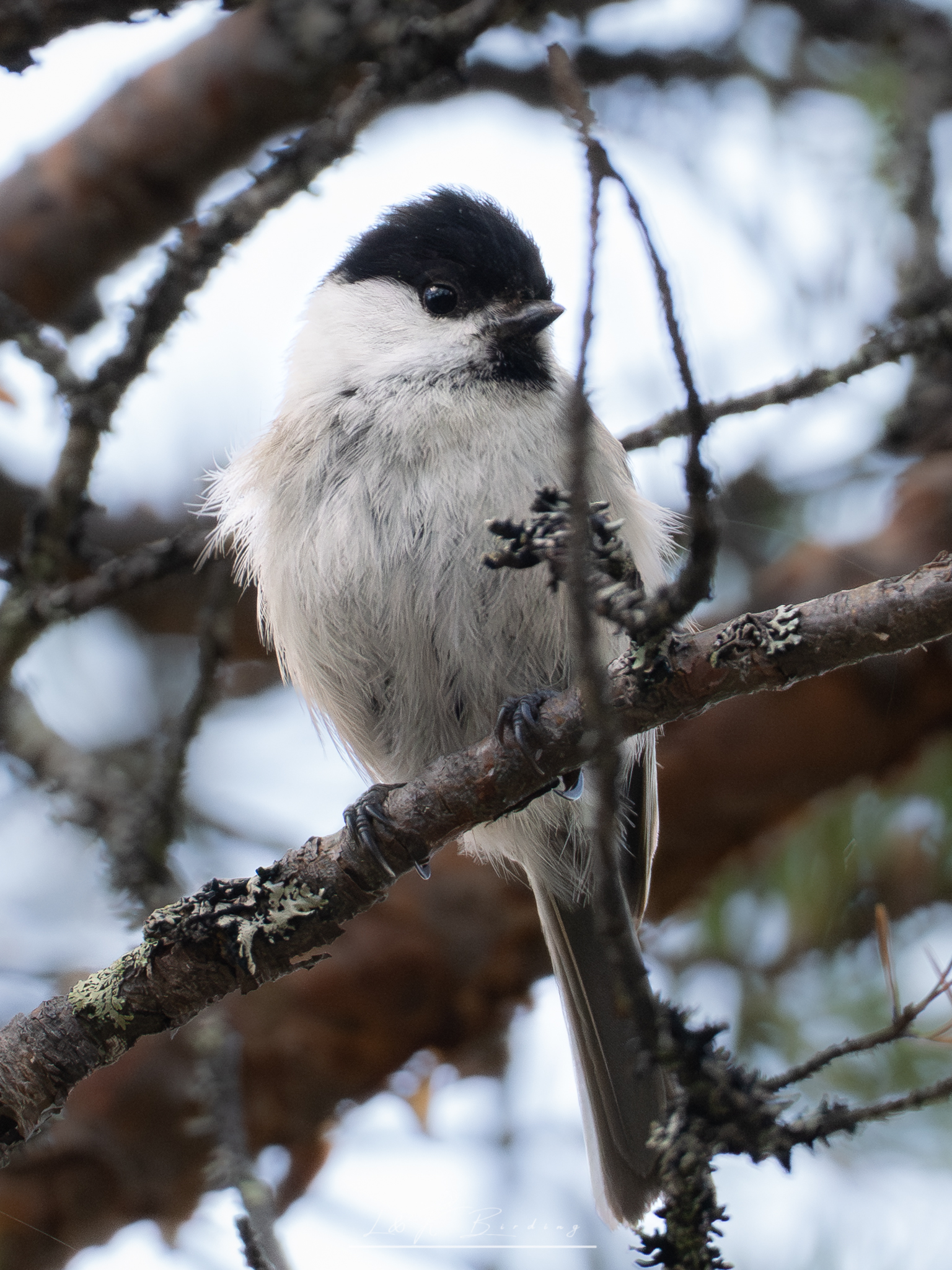 Willow Tit
