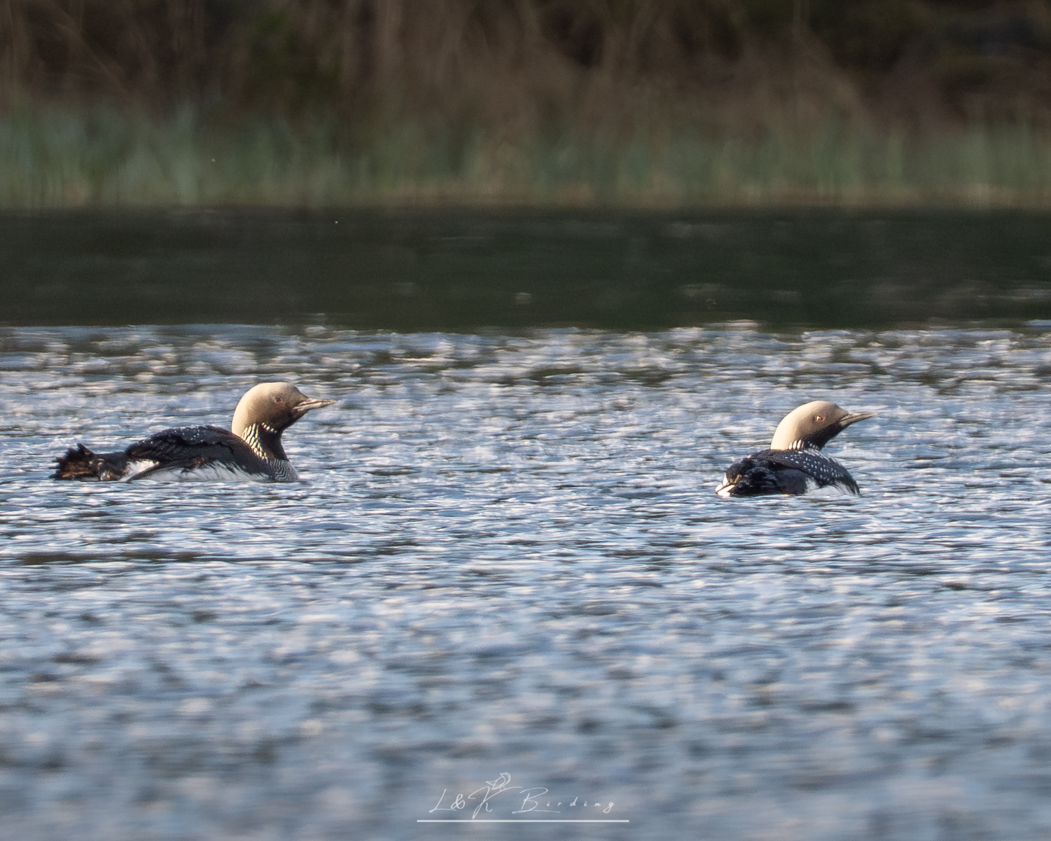 Black-throated Loon