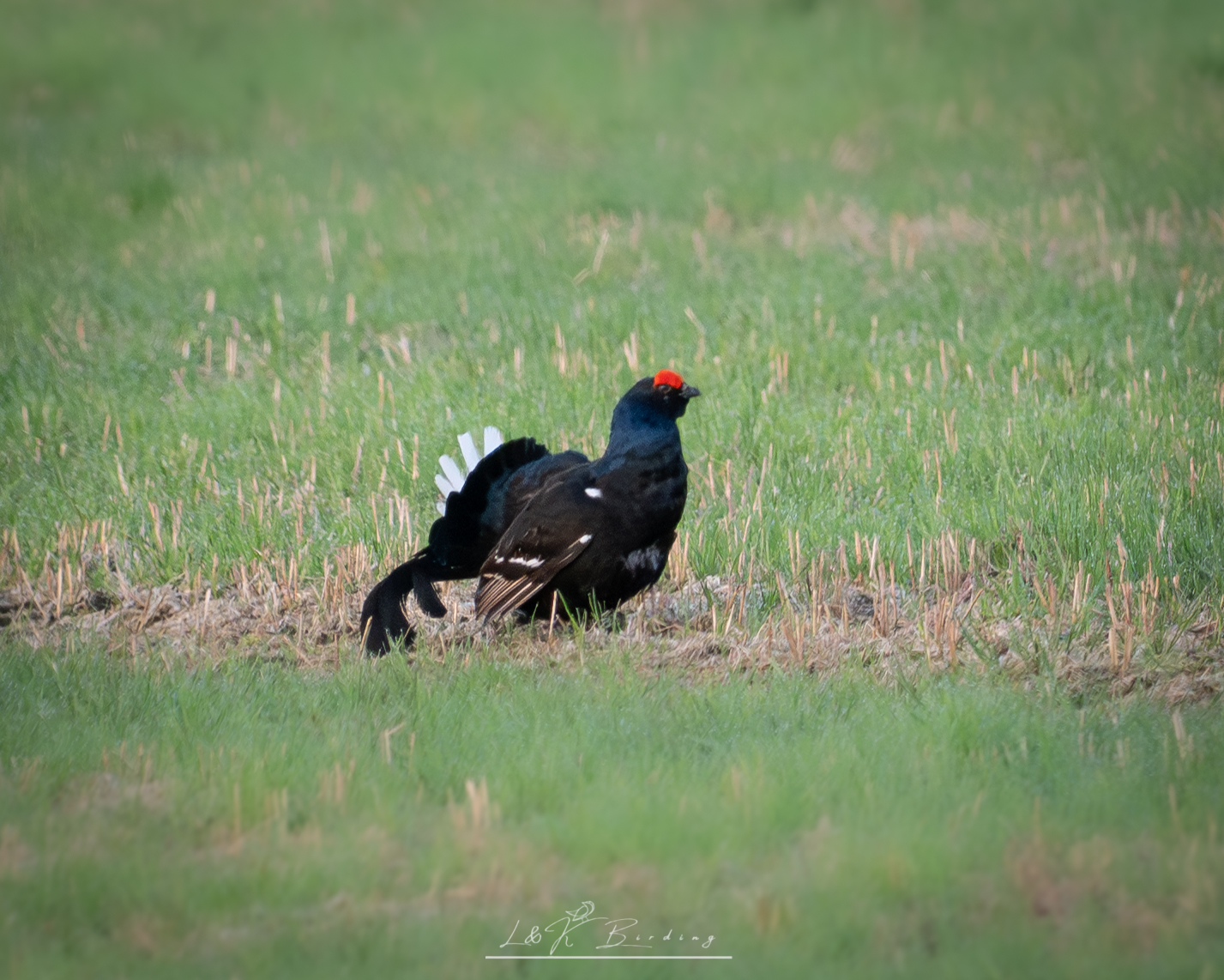 Black Grouse