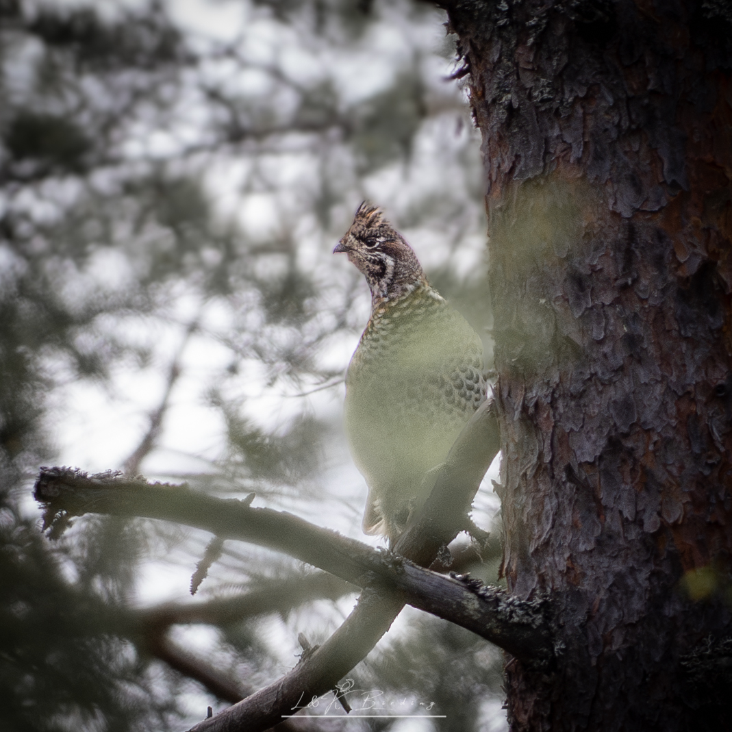 Hazel Grouse