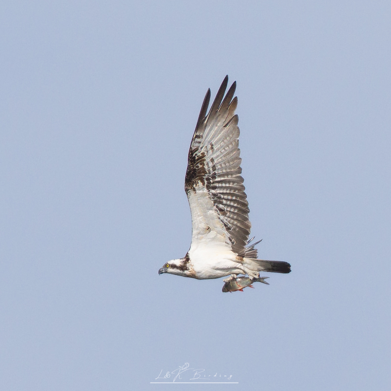 Osprey