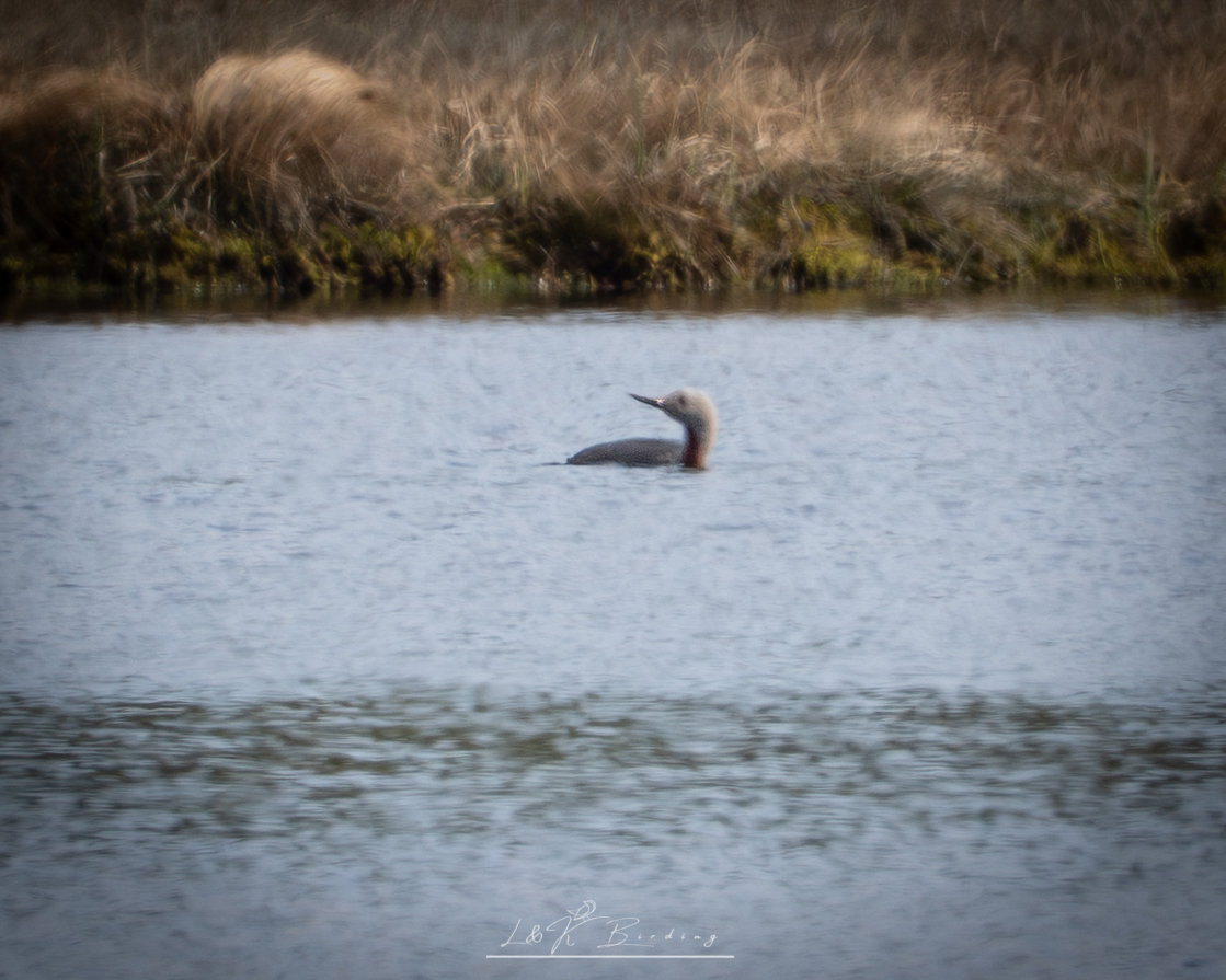 Red-throated Loon