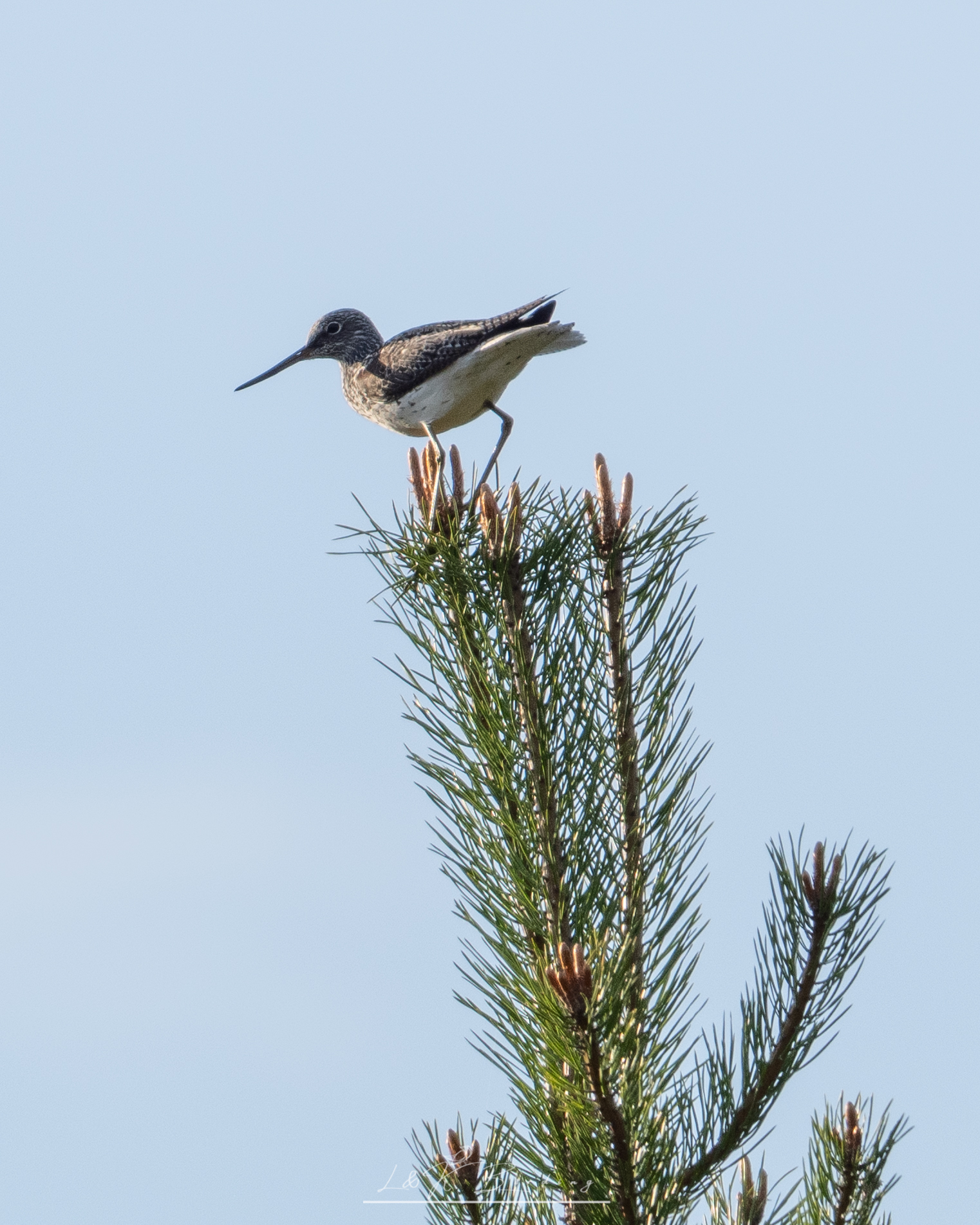 Green Sandpiper