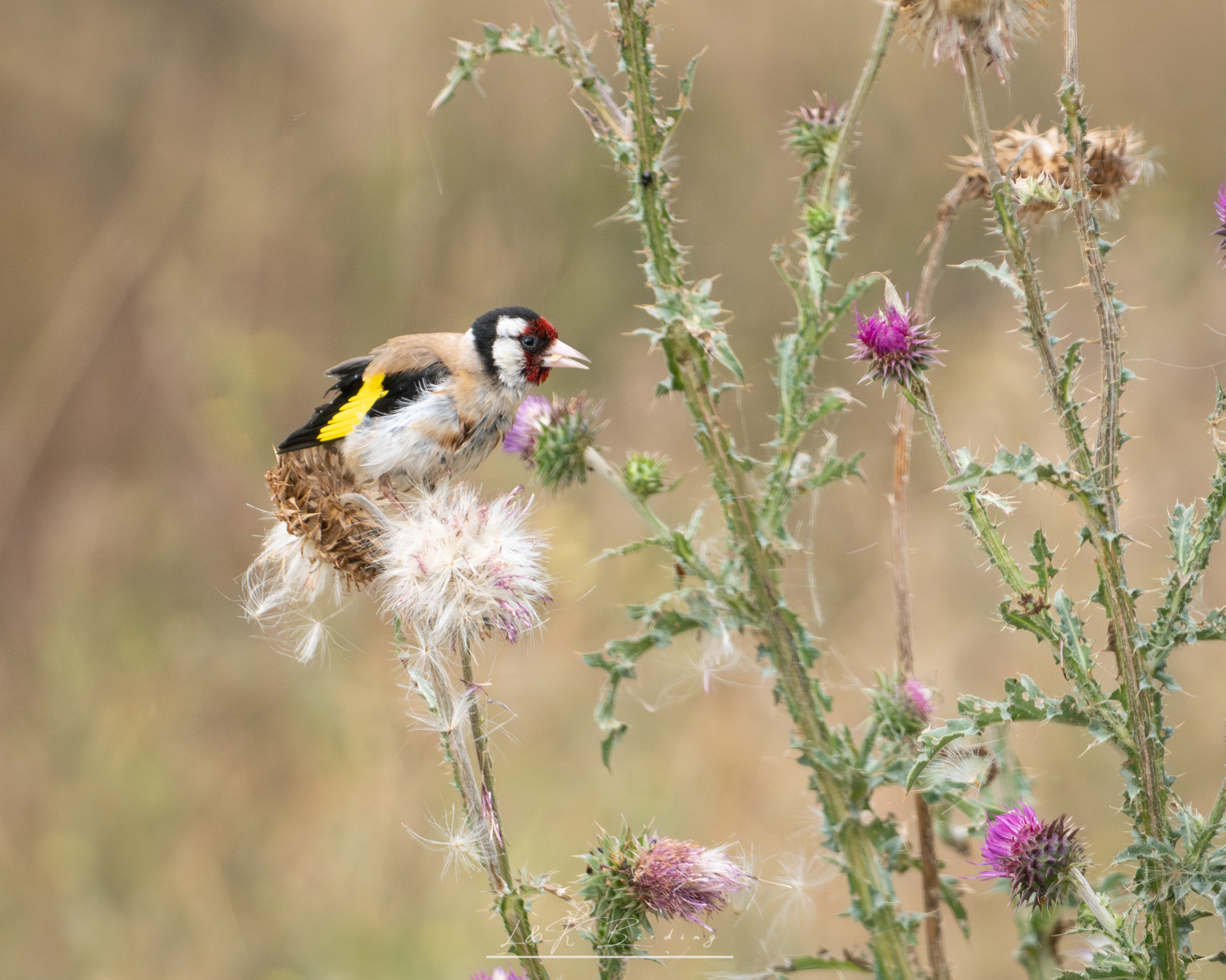 European Goldfinch