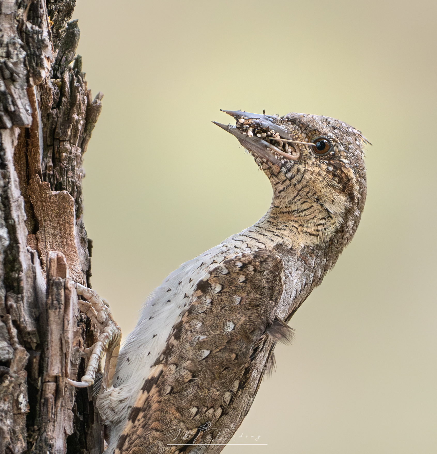 Eurasian Wryneck