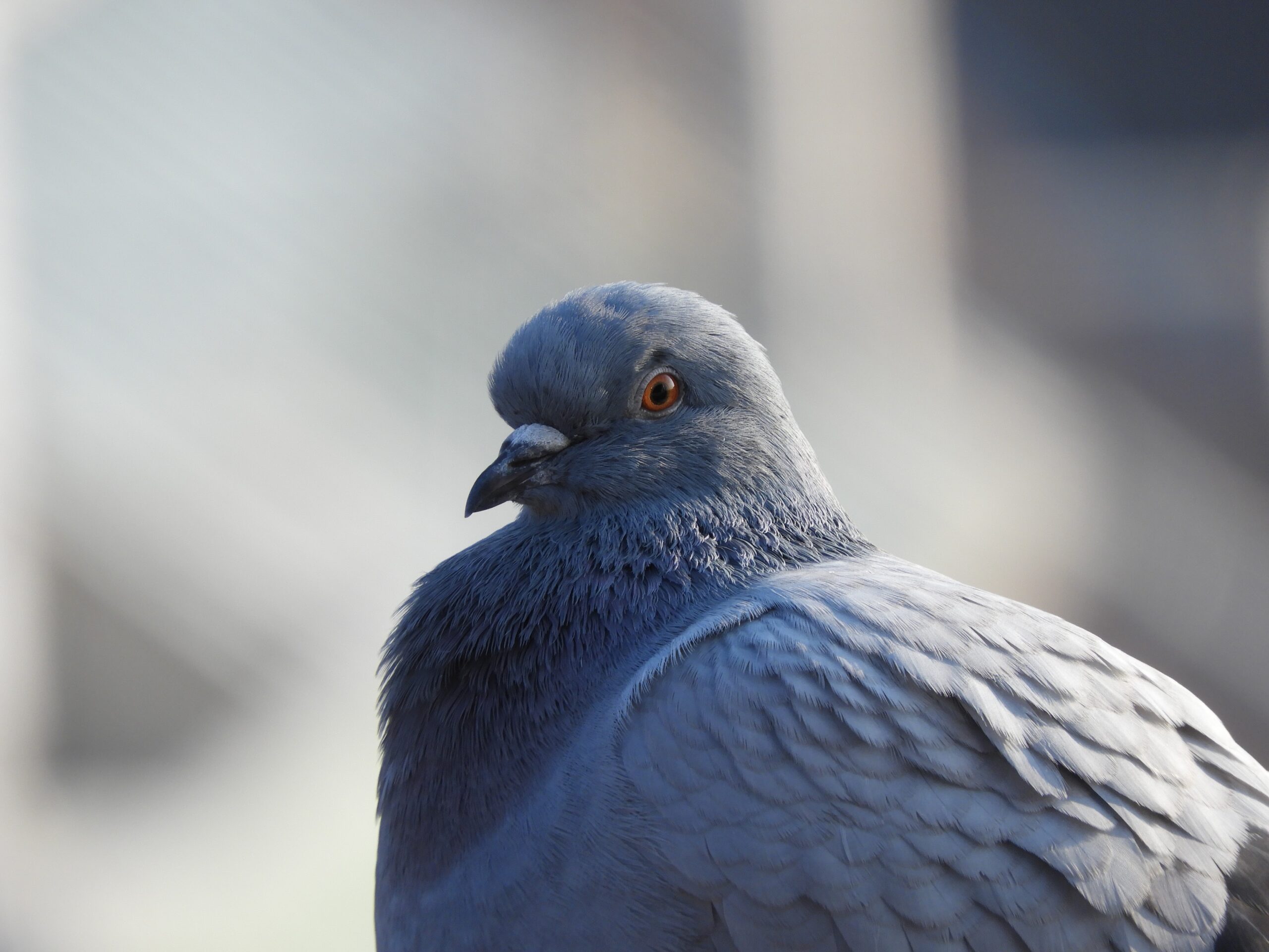 Feral Pigeon