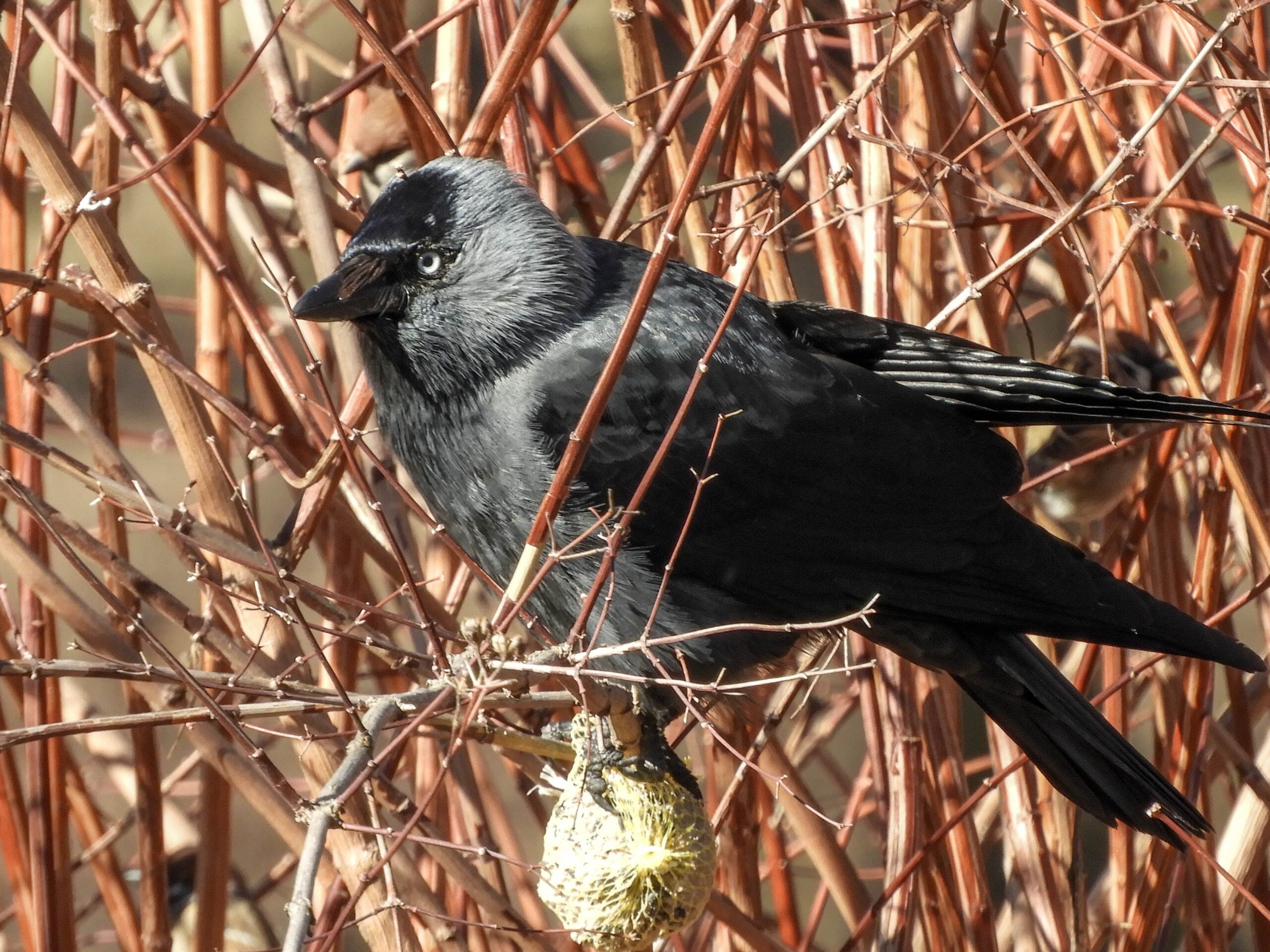 Western Jackdaw