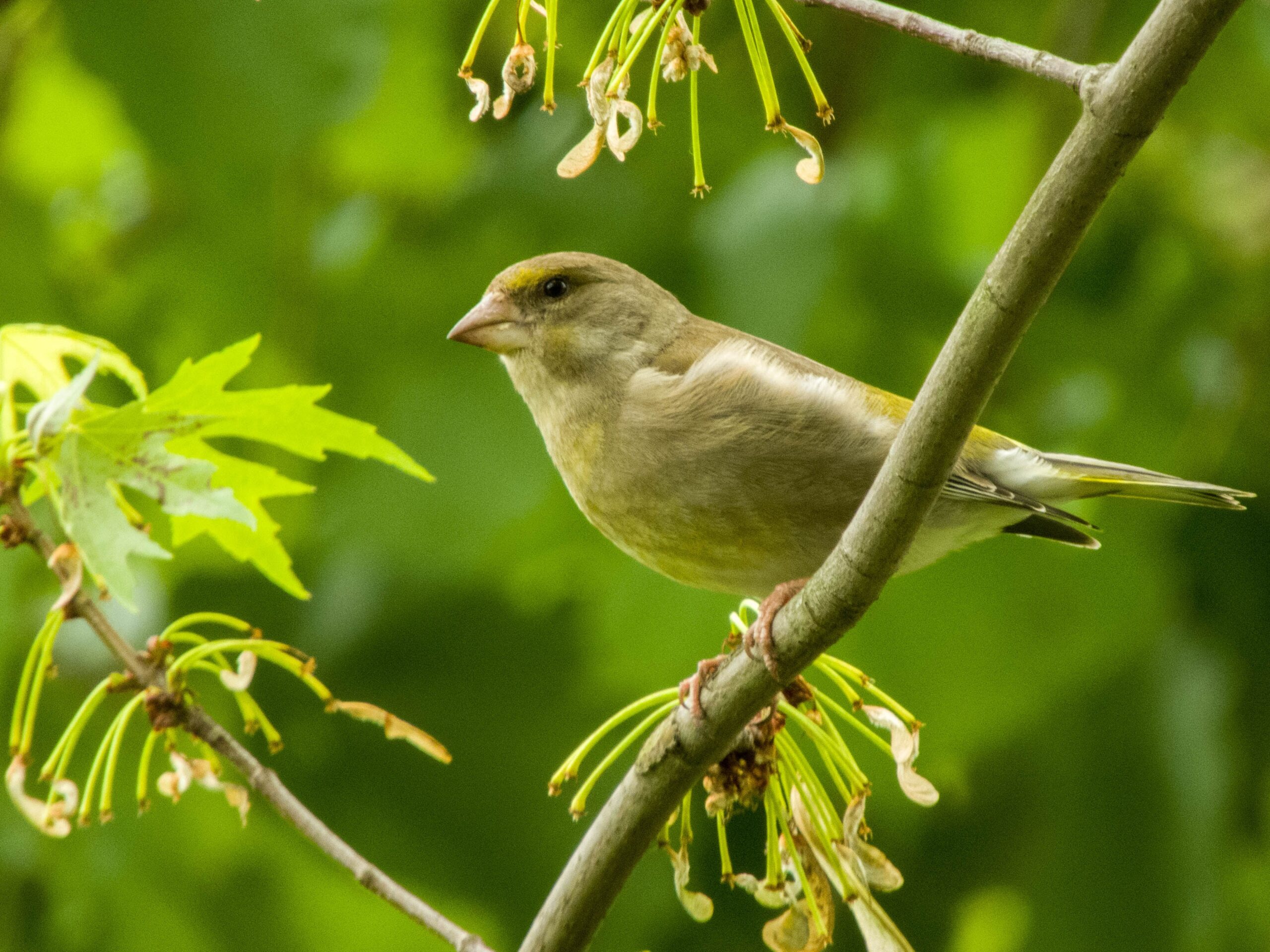 European Greenfinch