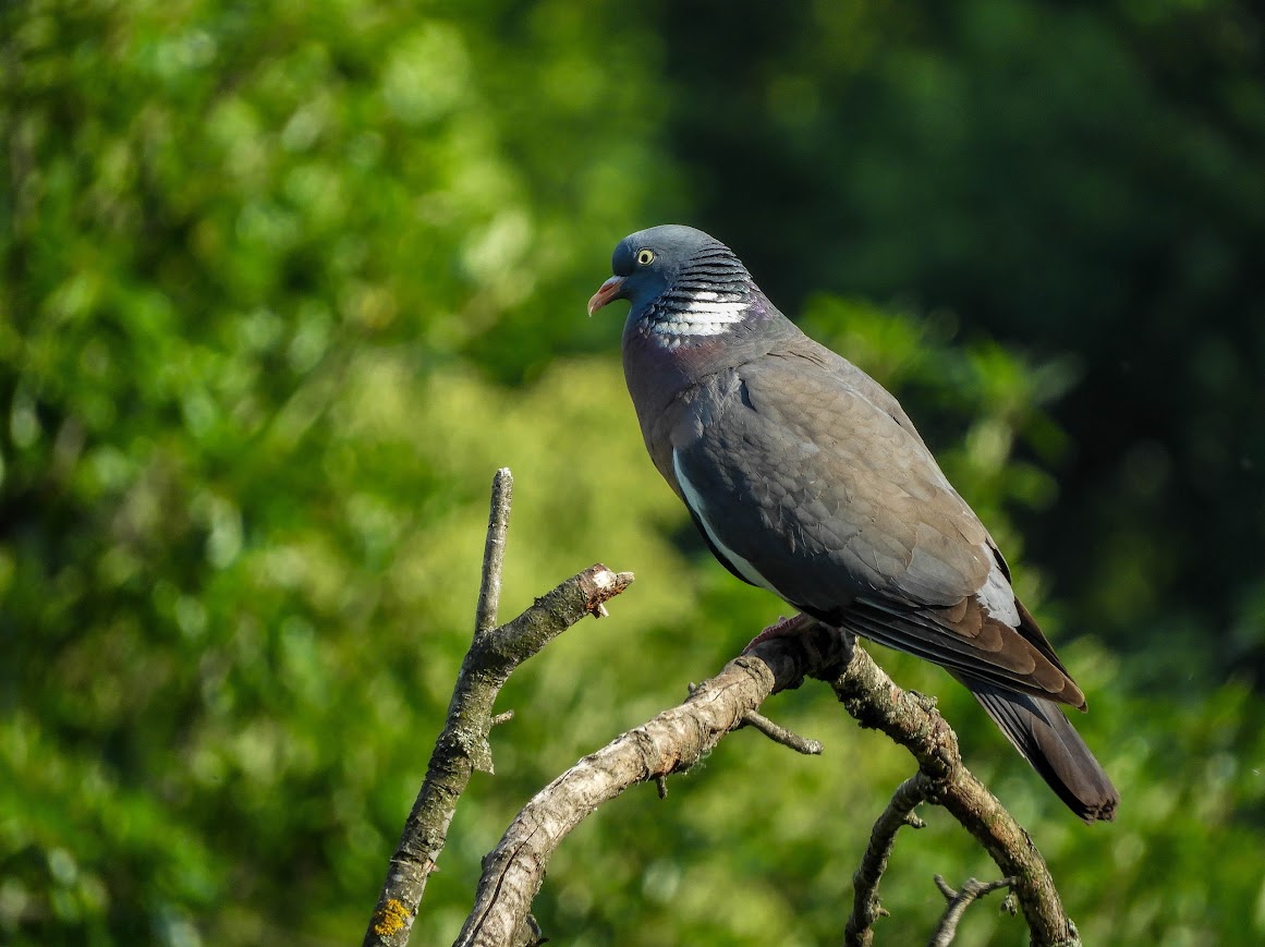 Common Wood Pigeon