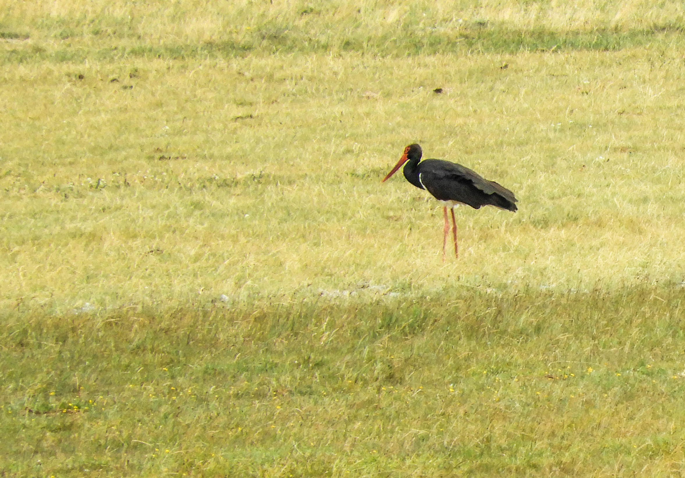 Black Stork