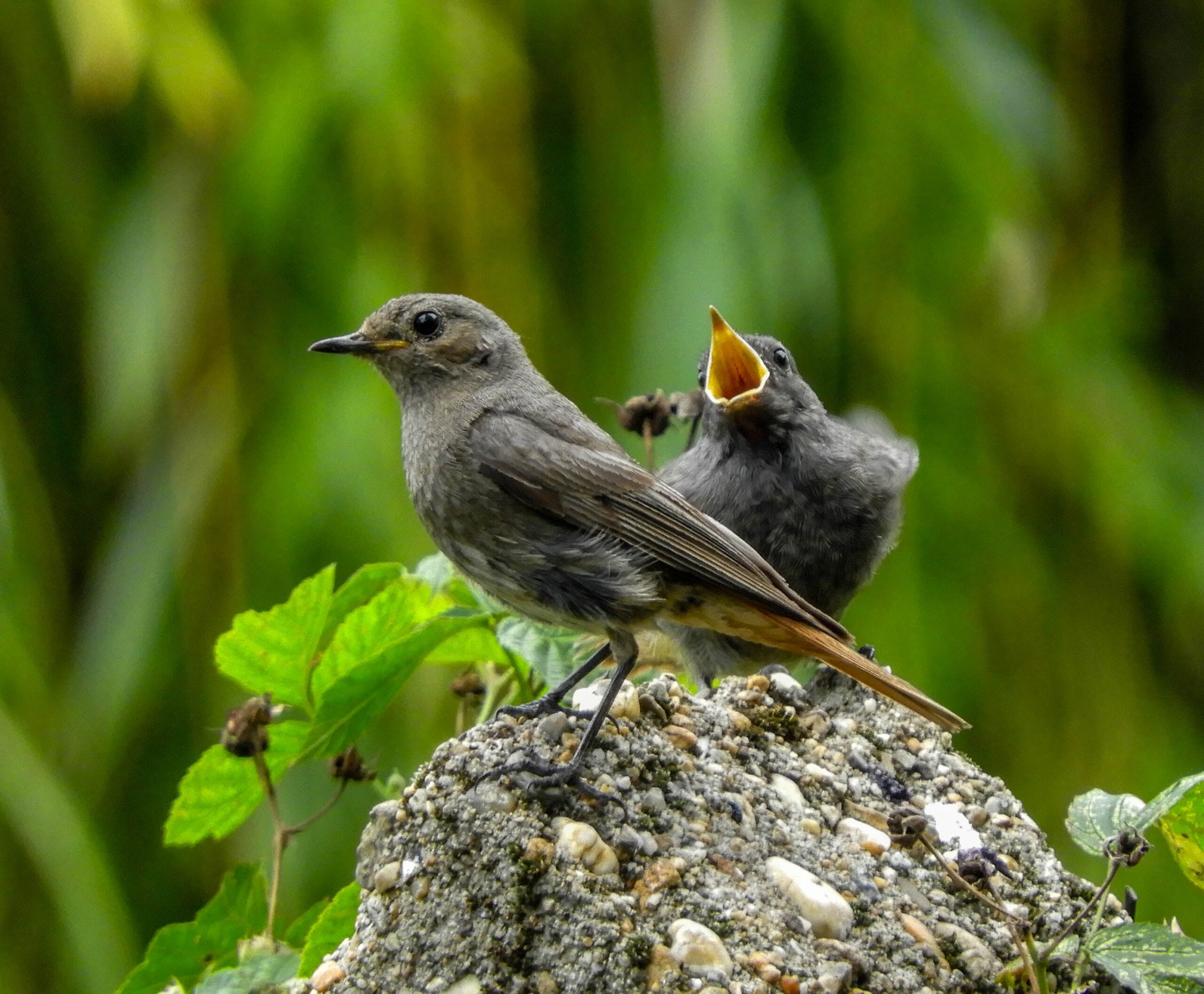 Black Redstart