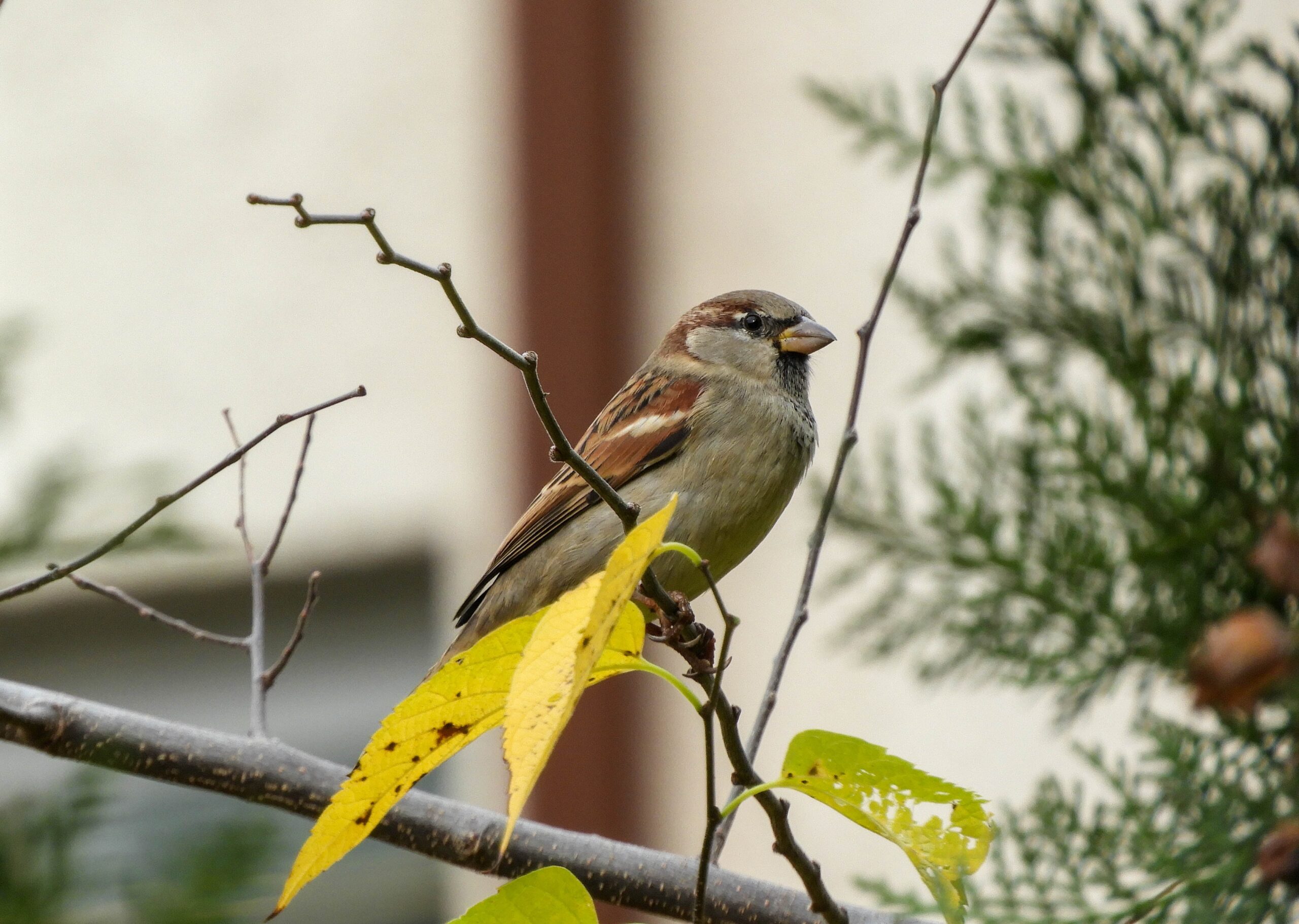 House Sparrow