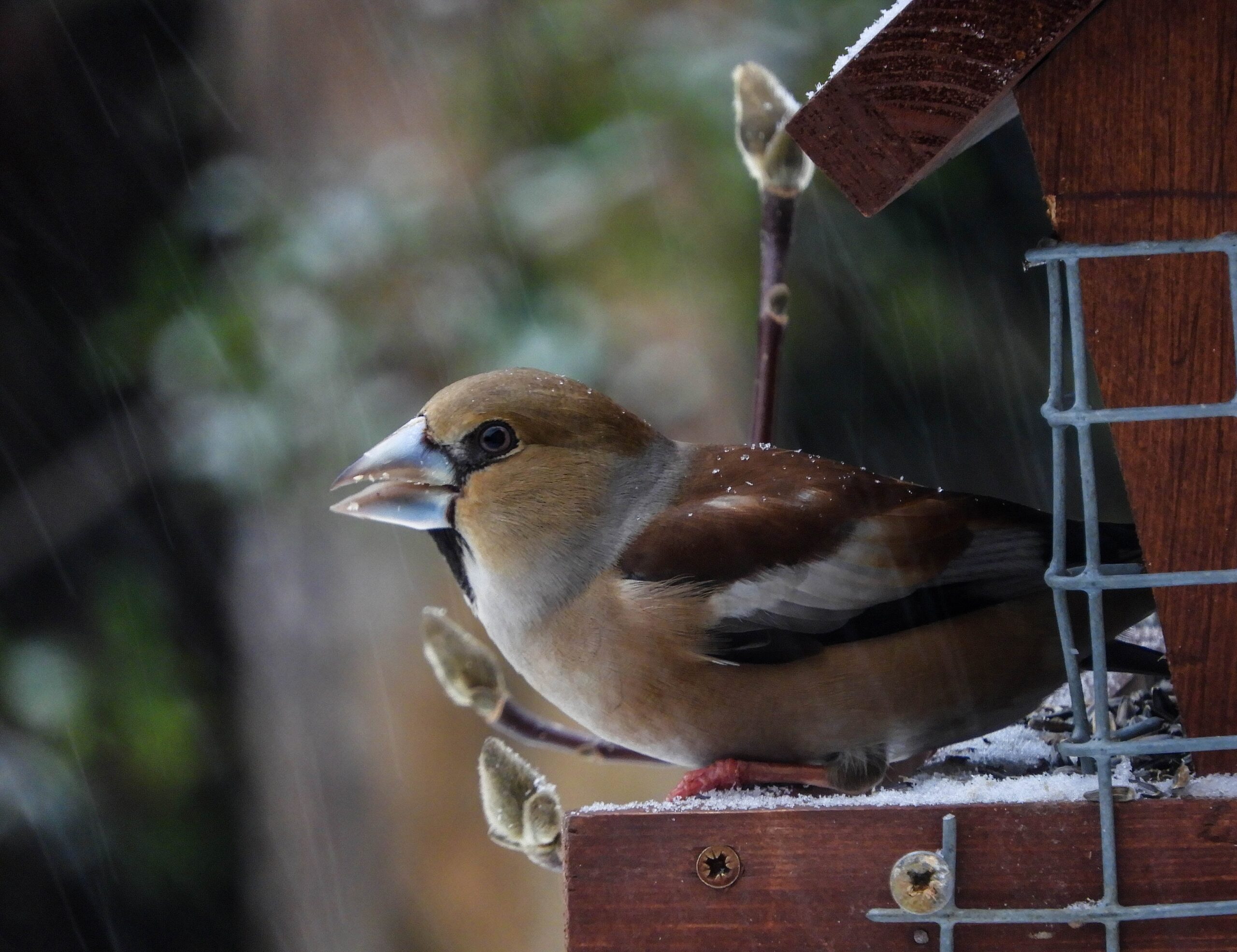 Hawfinch