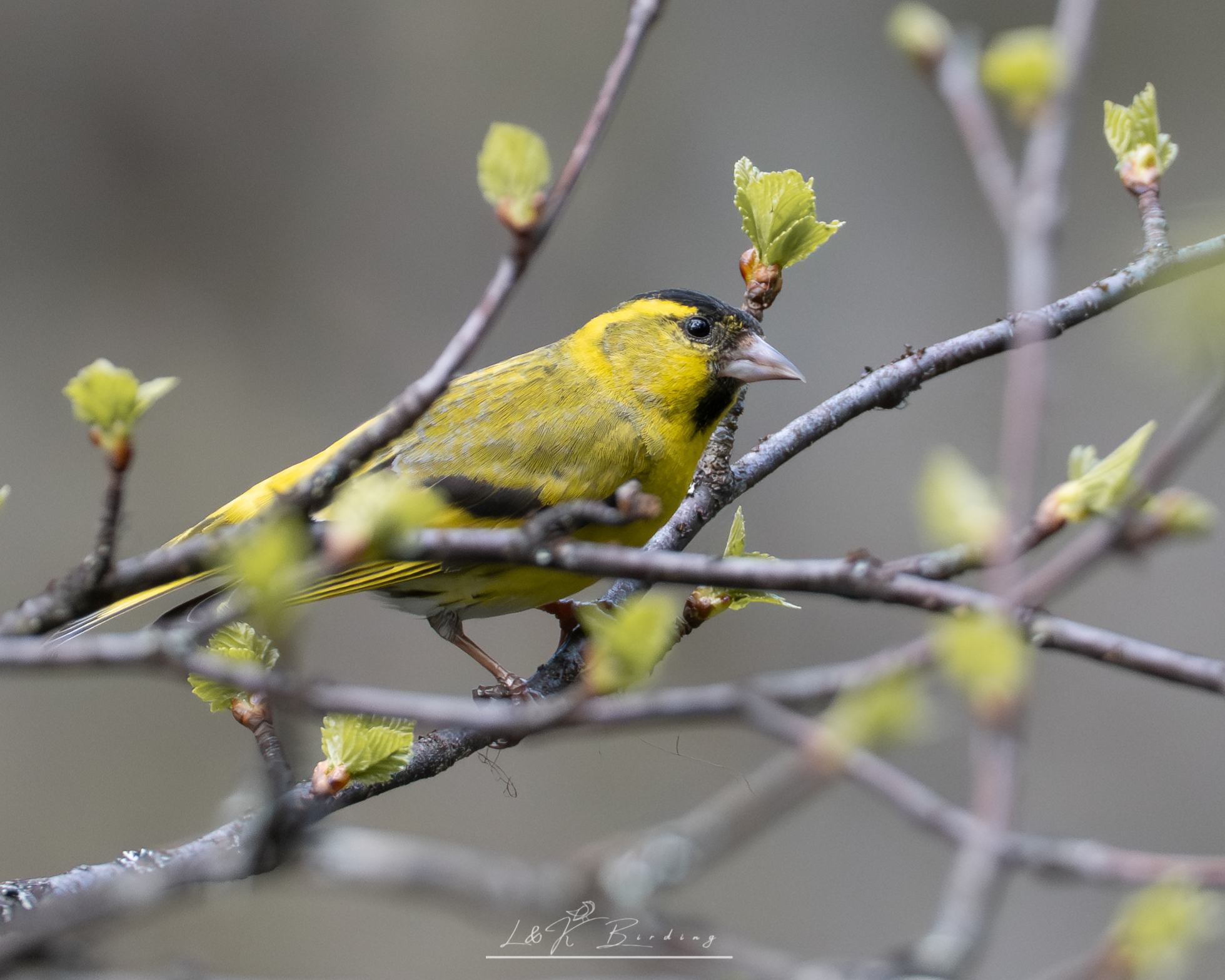Eurasian Siskin