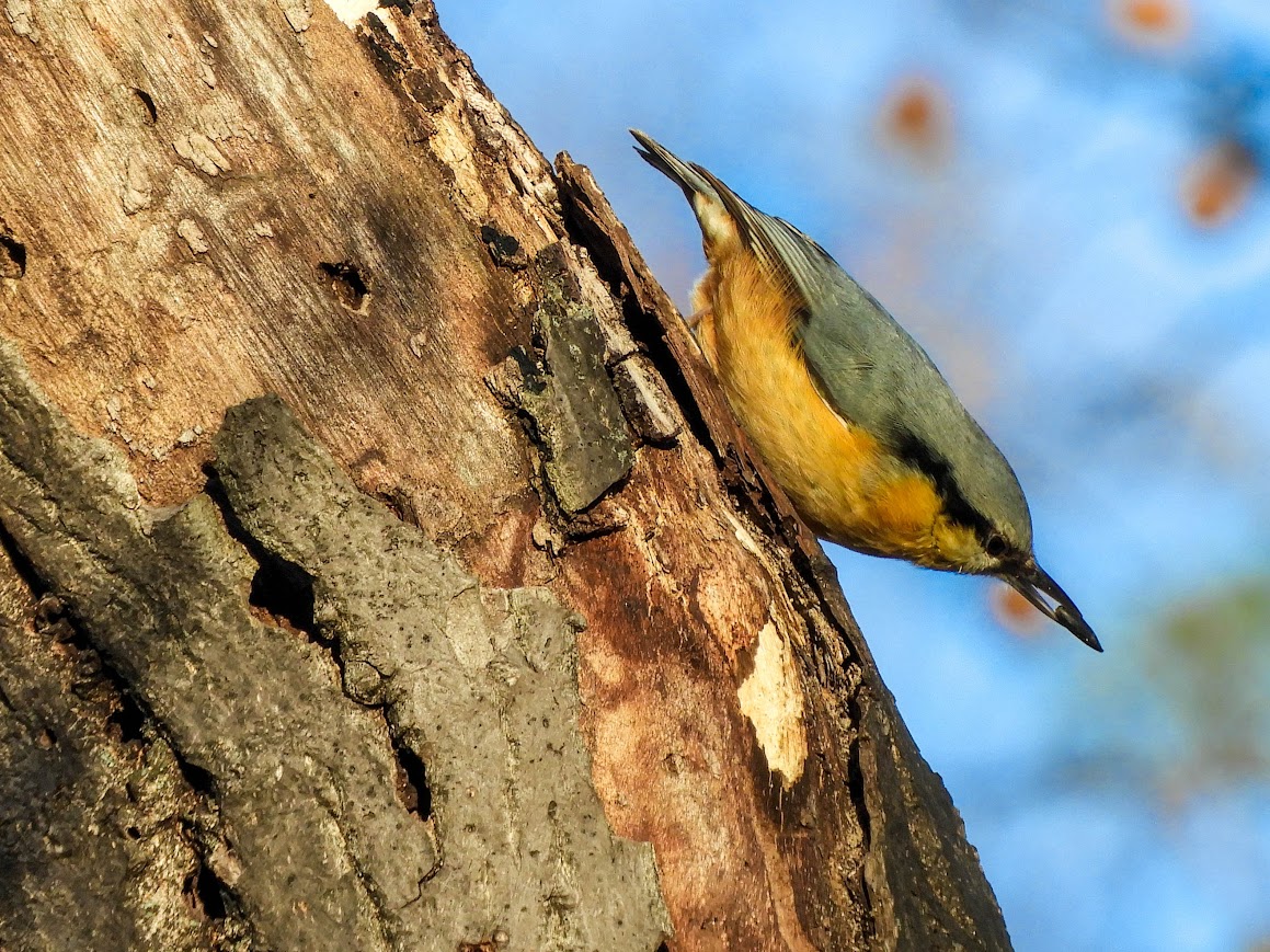 Eurasian Nuthatch