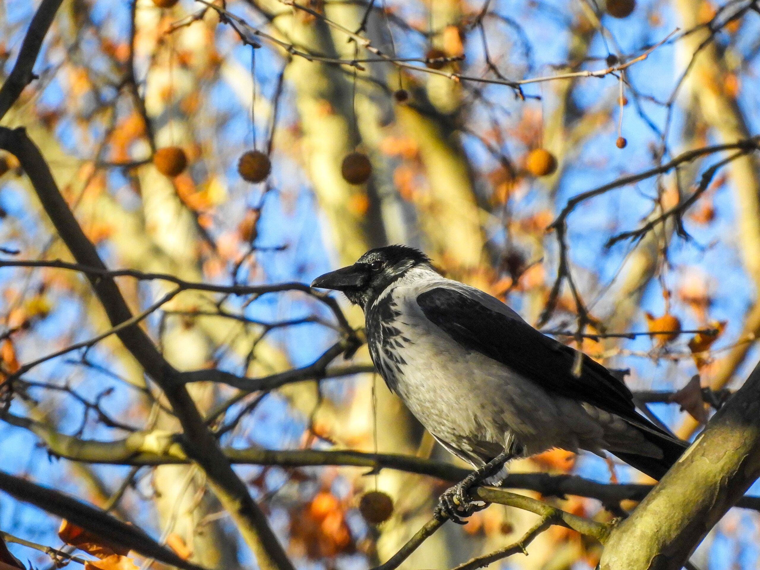 Hooded Crow
