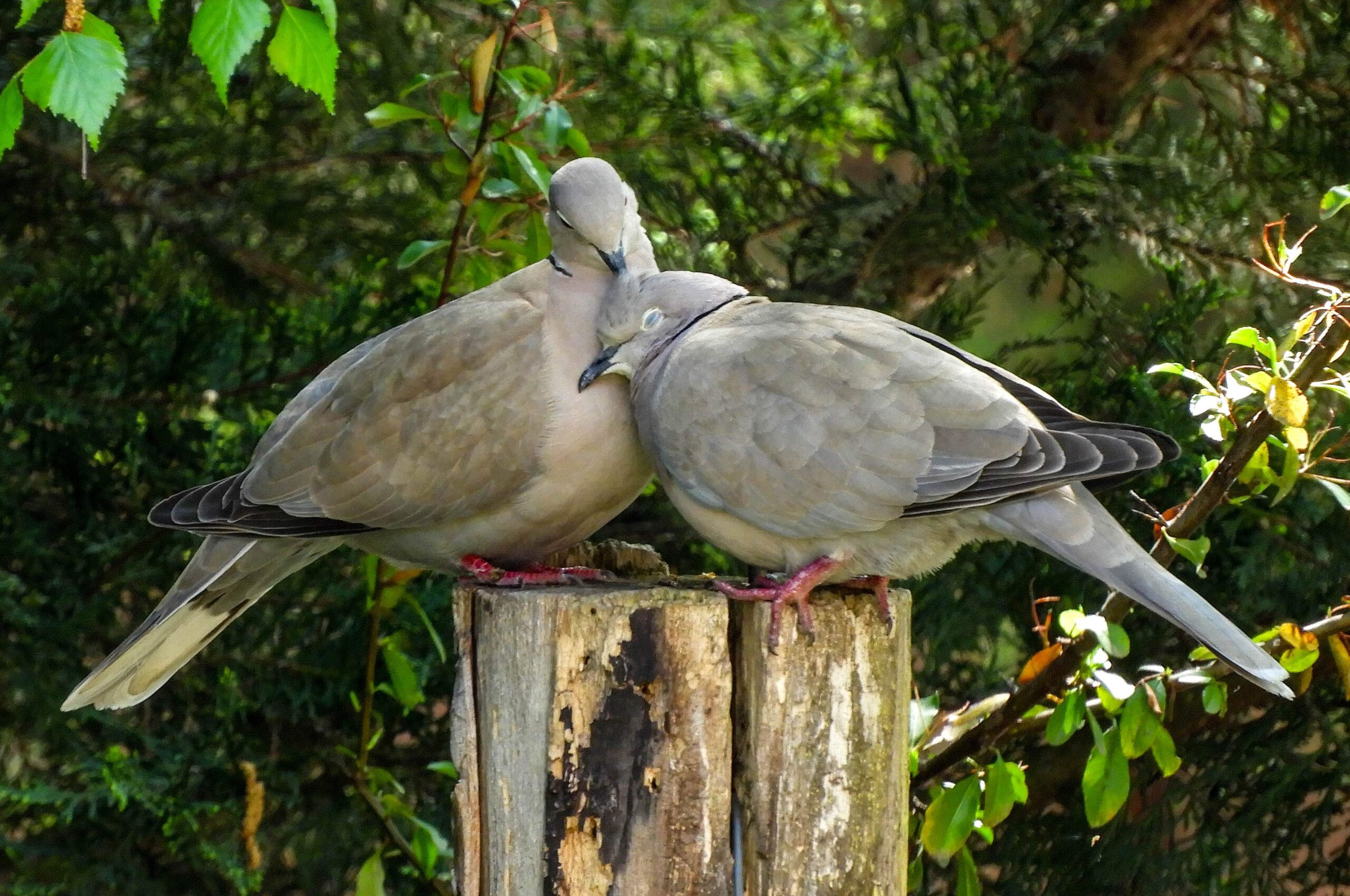 Eurasian Collared Dove