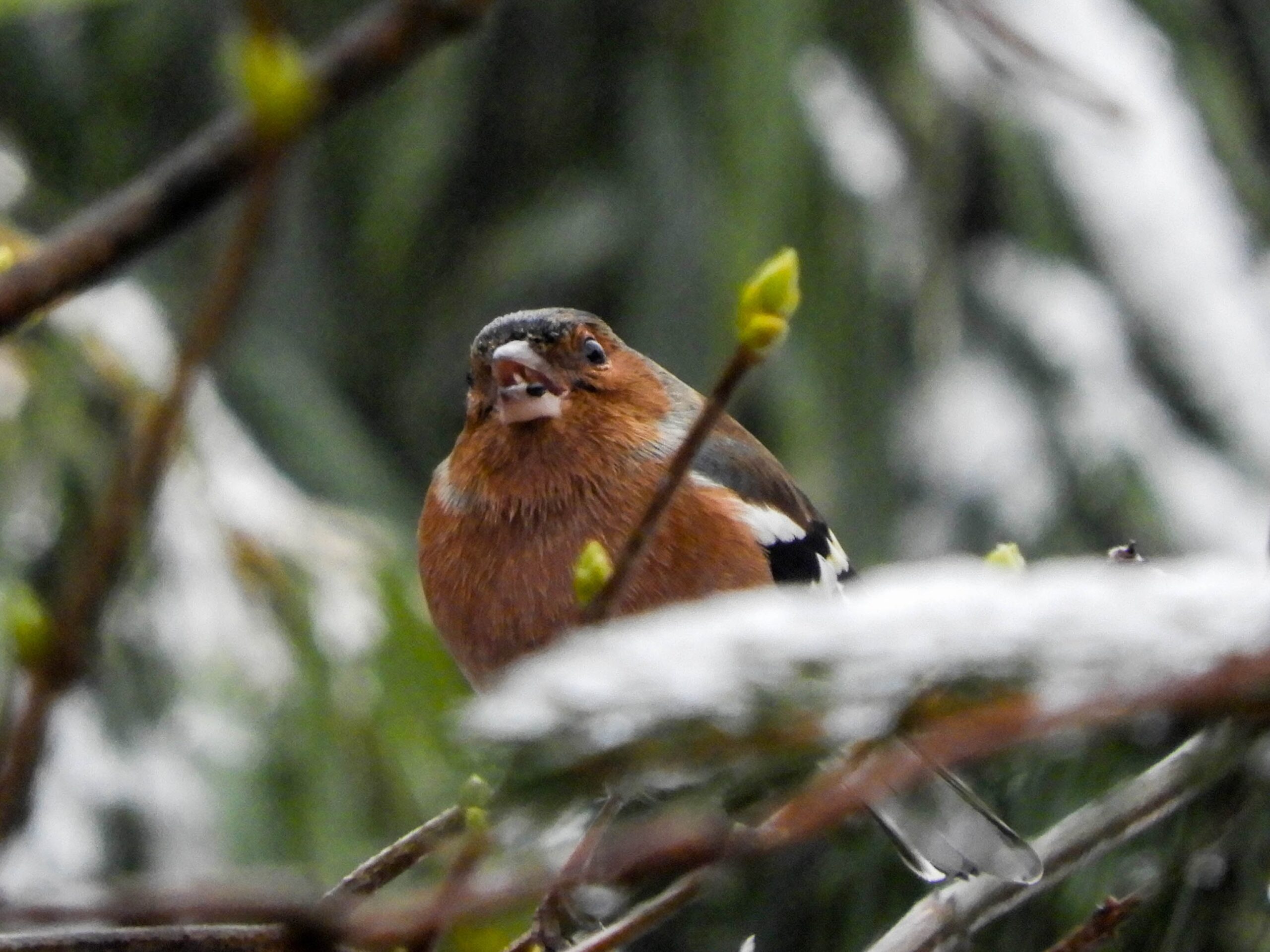 Common Chaffinch