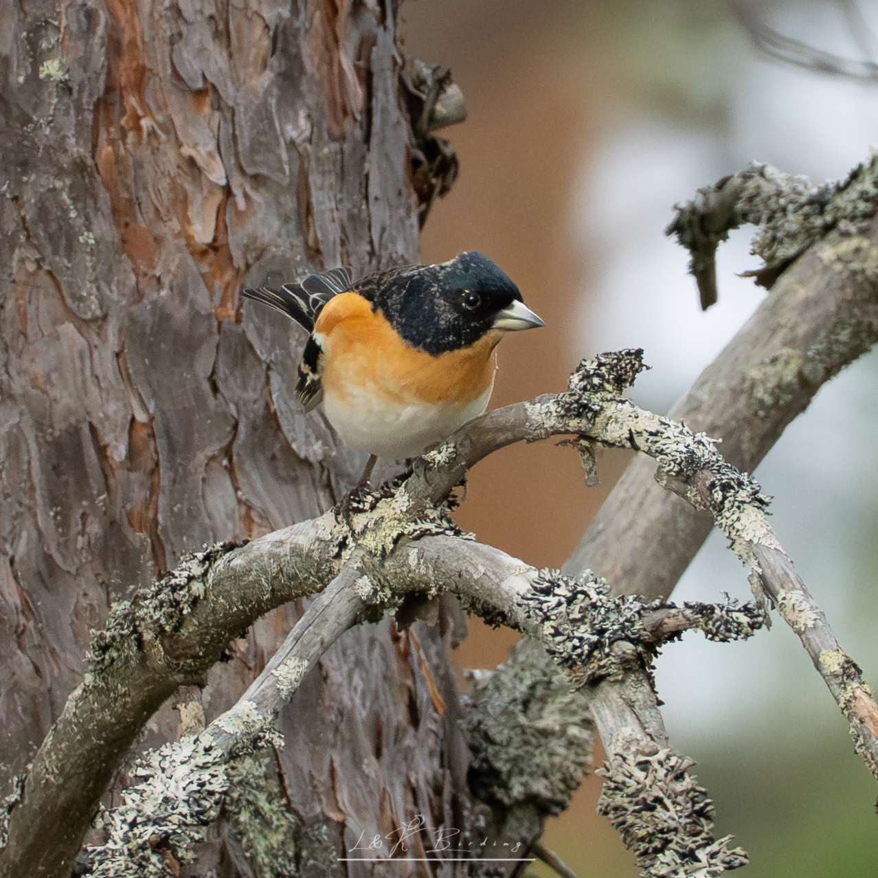 Brambling