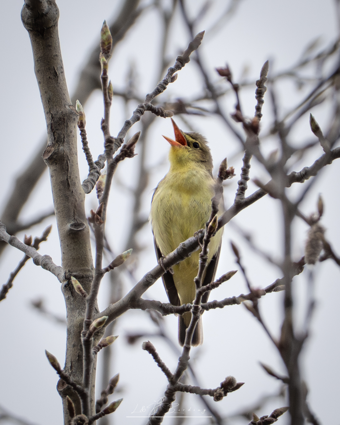 Icterine Warbler