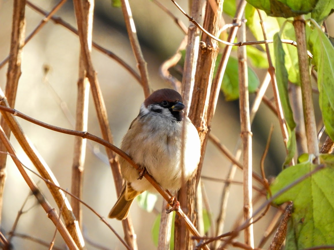Eurasian Tree Sparrow