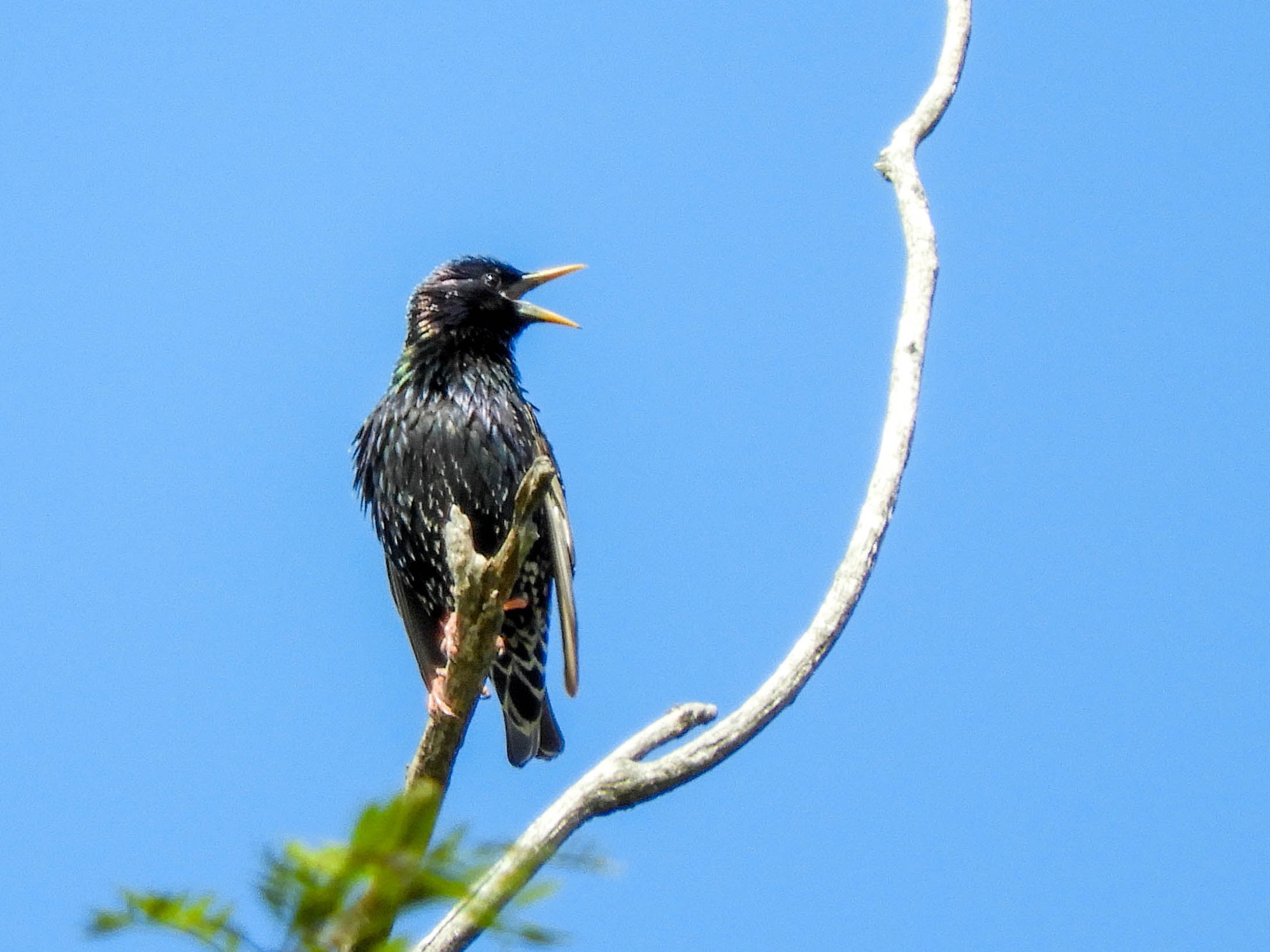 Common Starling