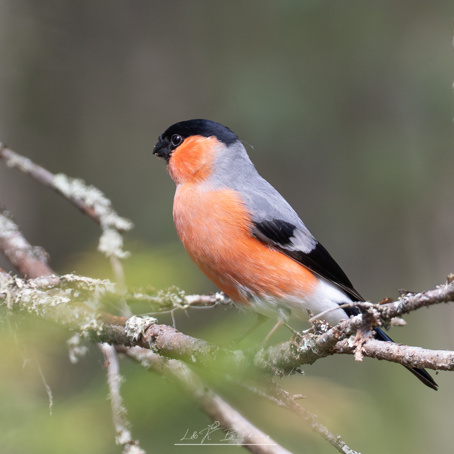 Eurasian Bullfinch
